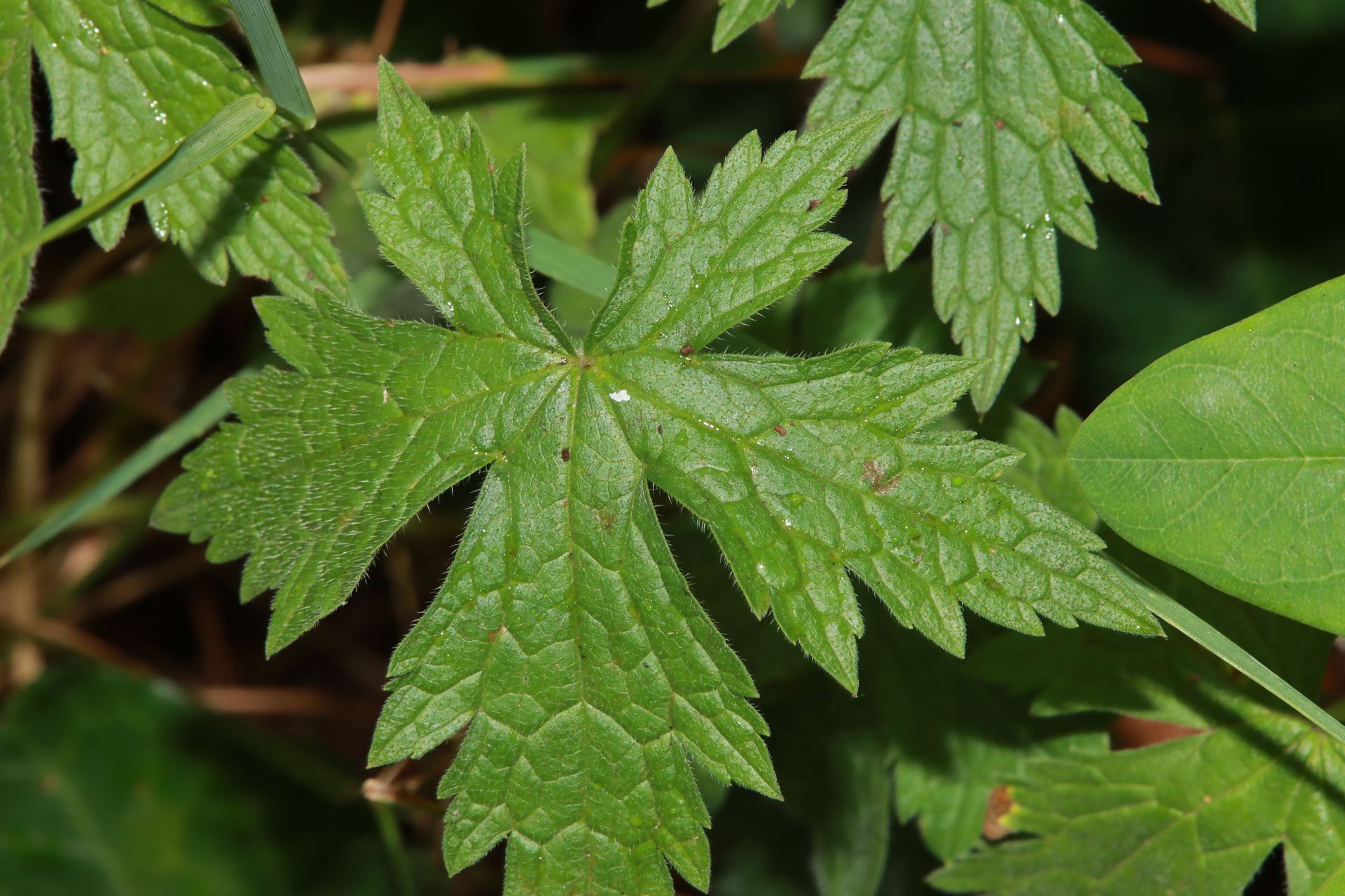 Geranium collectie