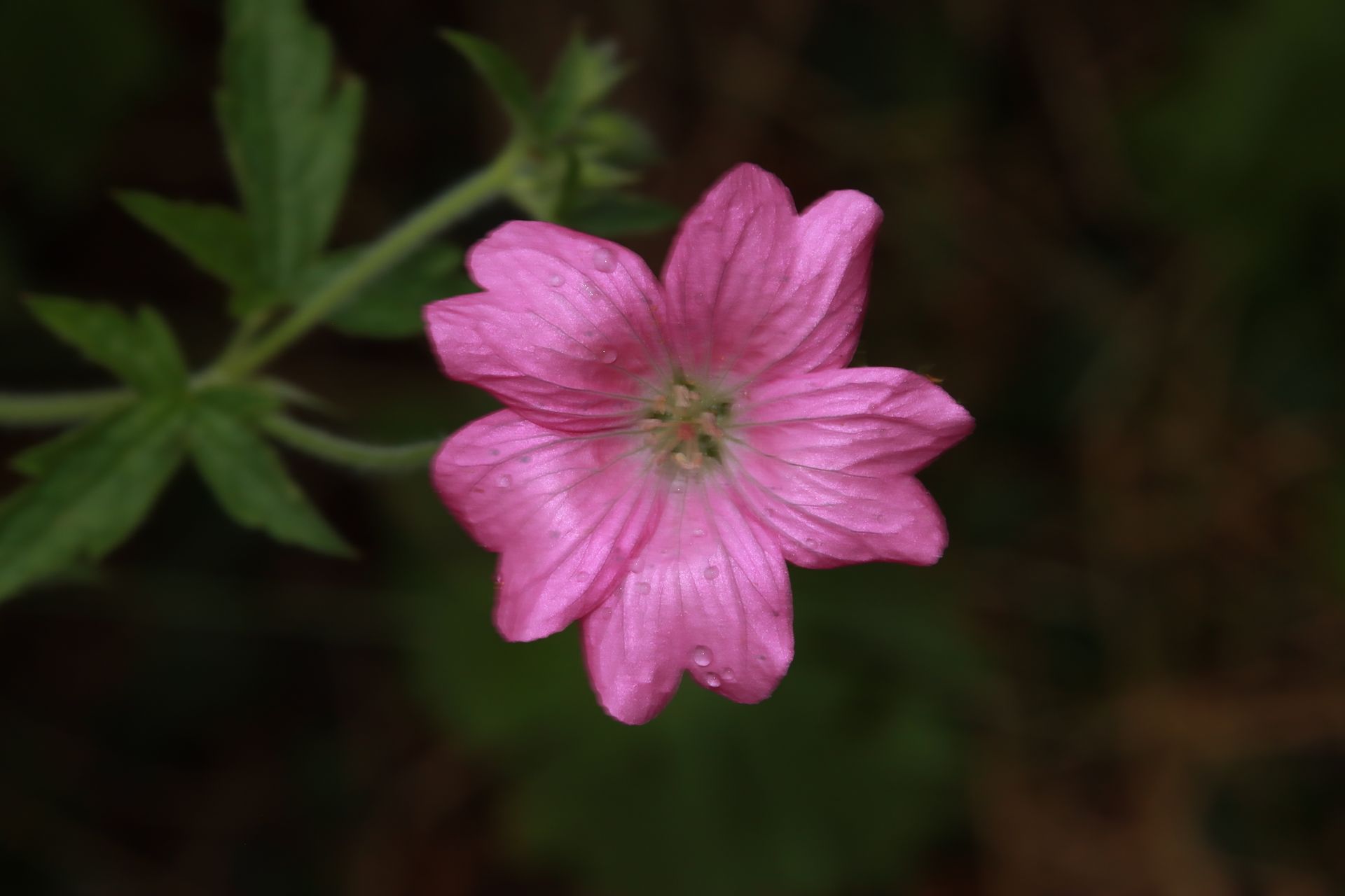 Geranium collectie