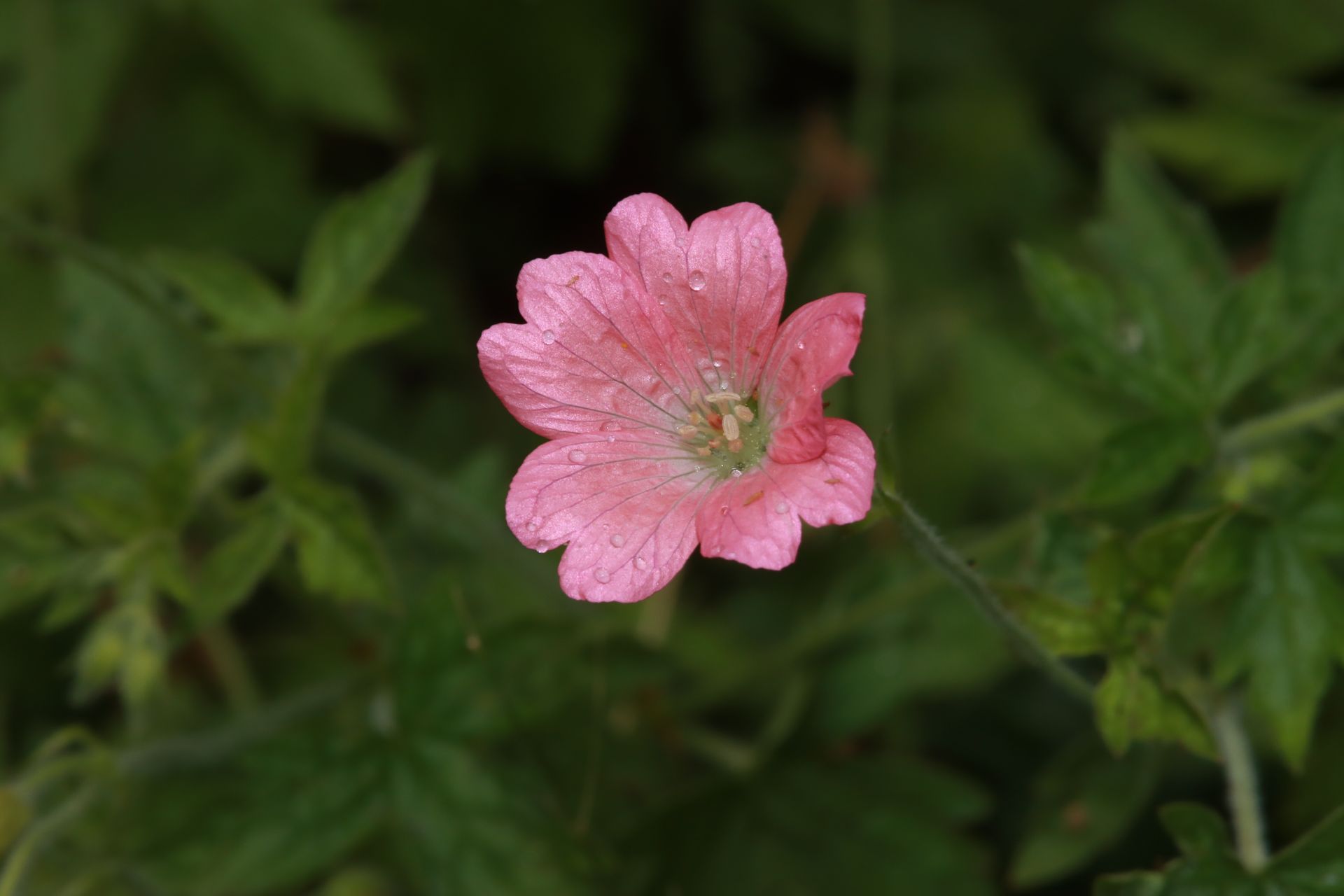 Geranium collectie