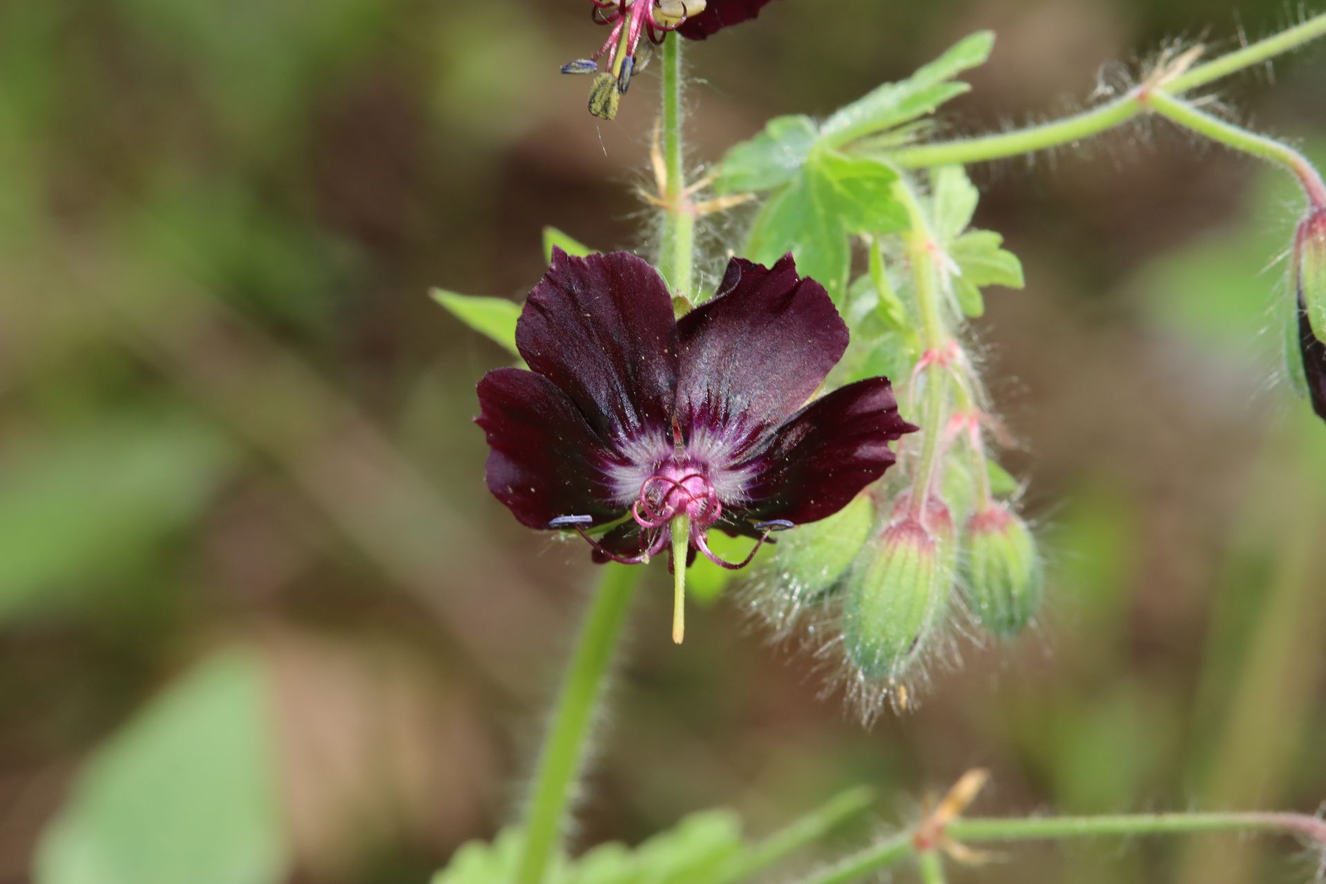 Geranium collectie
