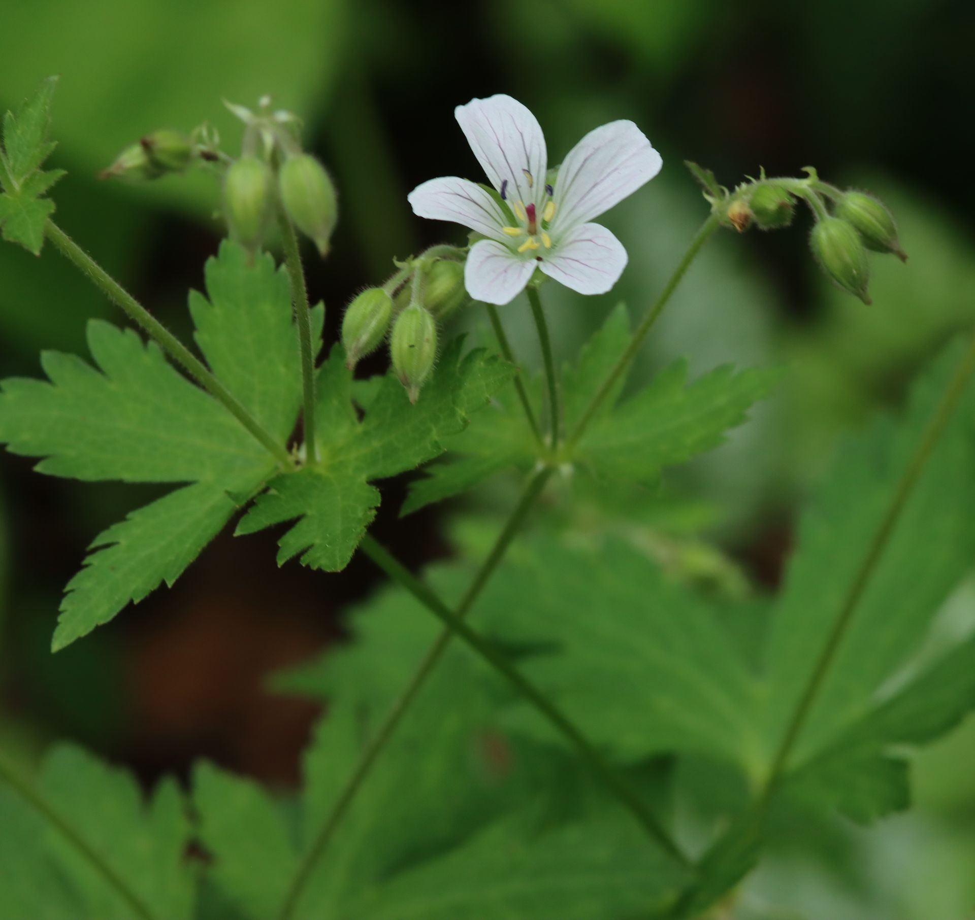 Geranium collectie