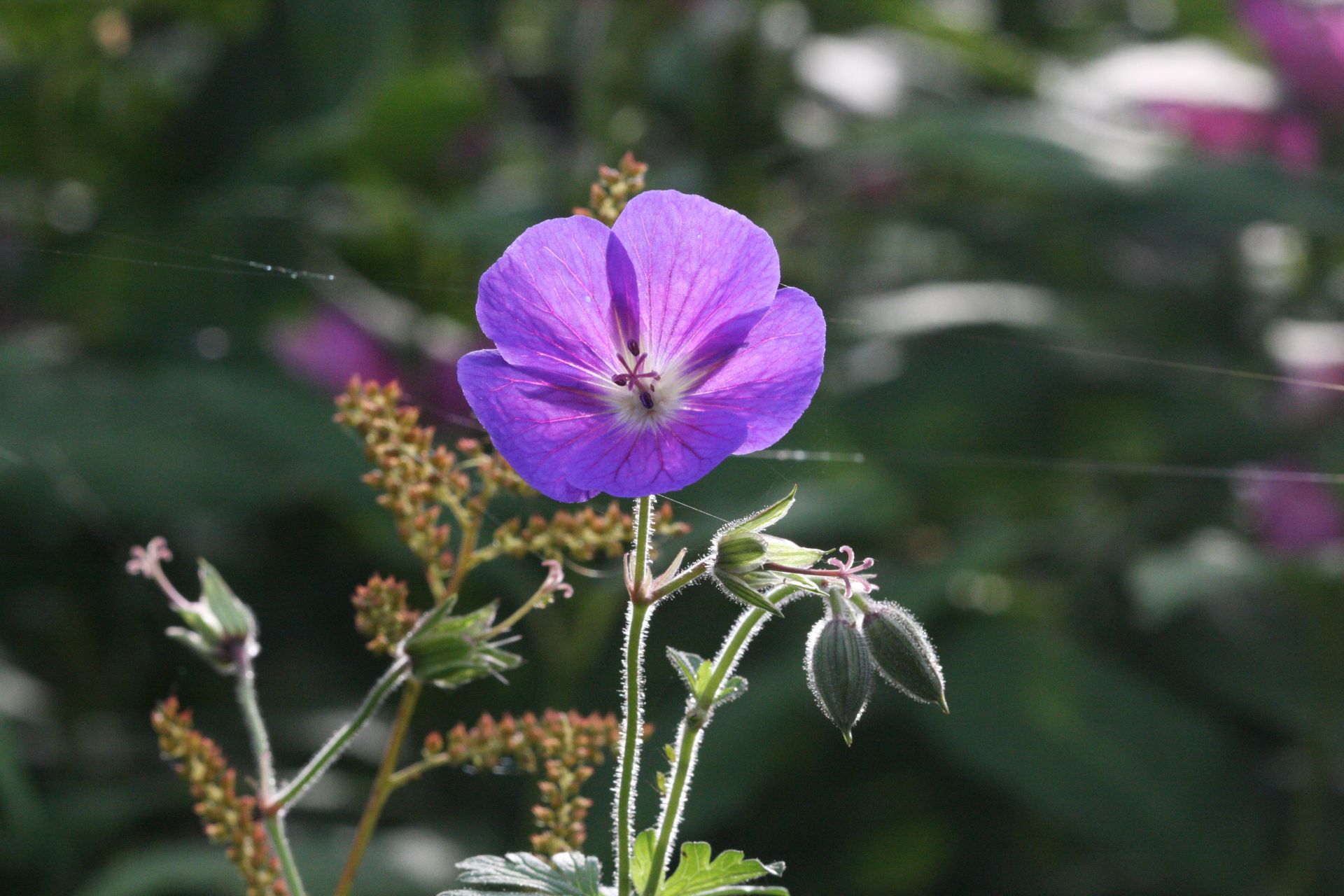 Geranium collectie