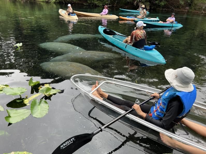 Kayakers observe manatees in a clear kayak, other kayaks nearby. Dark water, leafy vegetation.