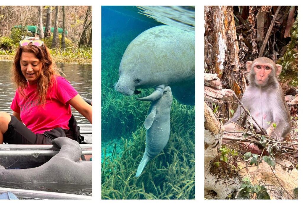 Woman in boat with manatee; manatee and calf underwater; monkey in tree.