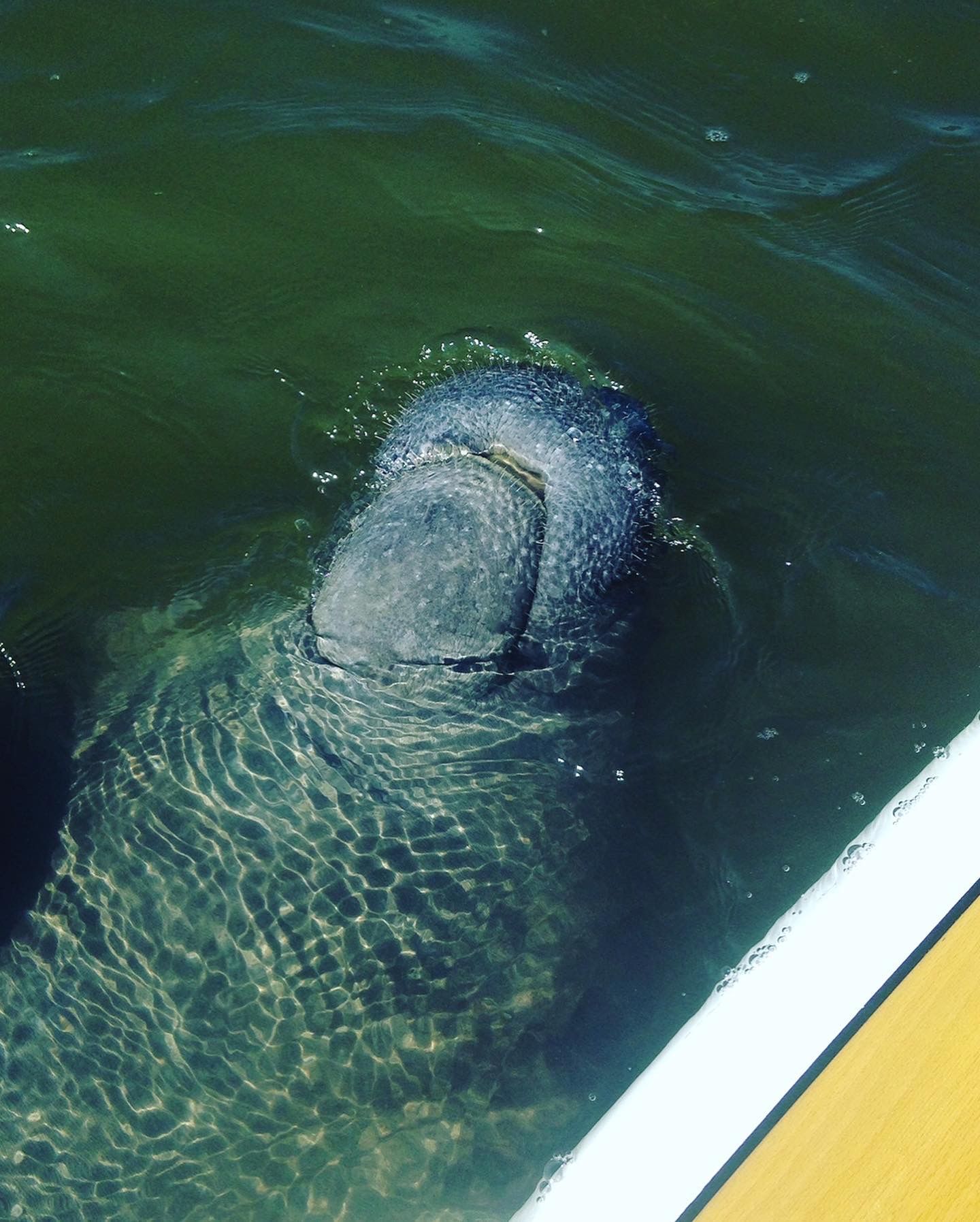 Manatee surfacing in green water, near a boat; snout visible.