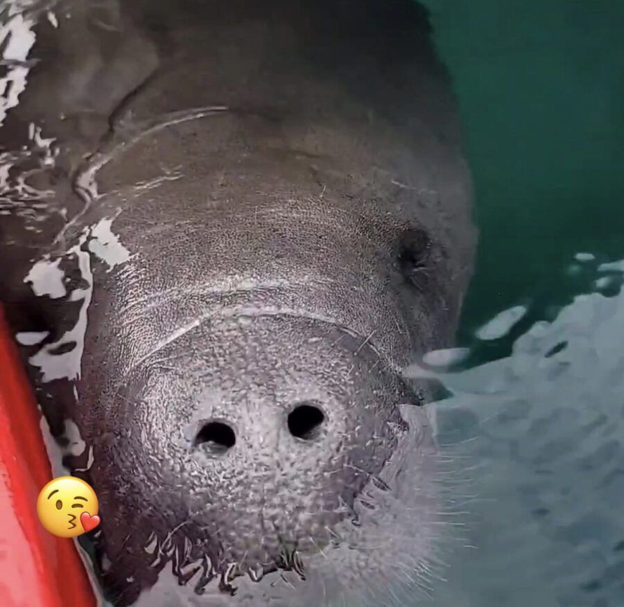Manatee close-up in water with visible nostrils. Gray skin, appears to be swimming towards the viewer.