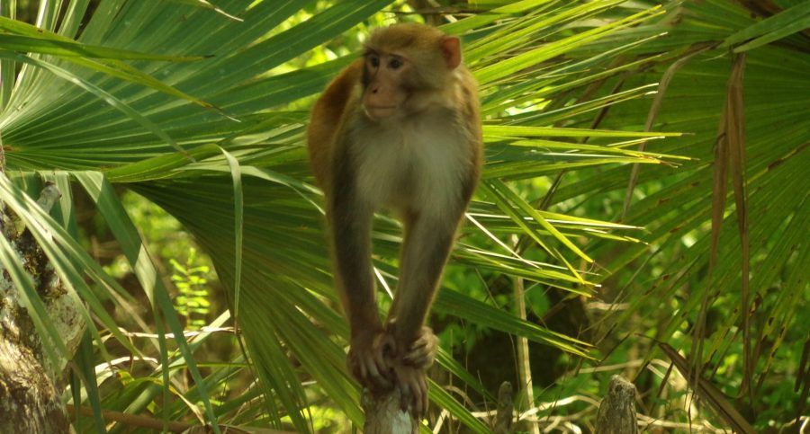 Monkey standing on a wooden post with green foliage in the background.