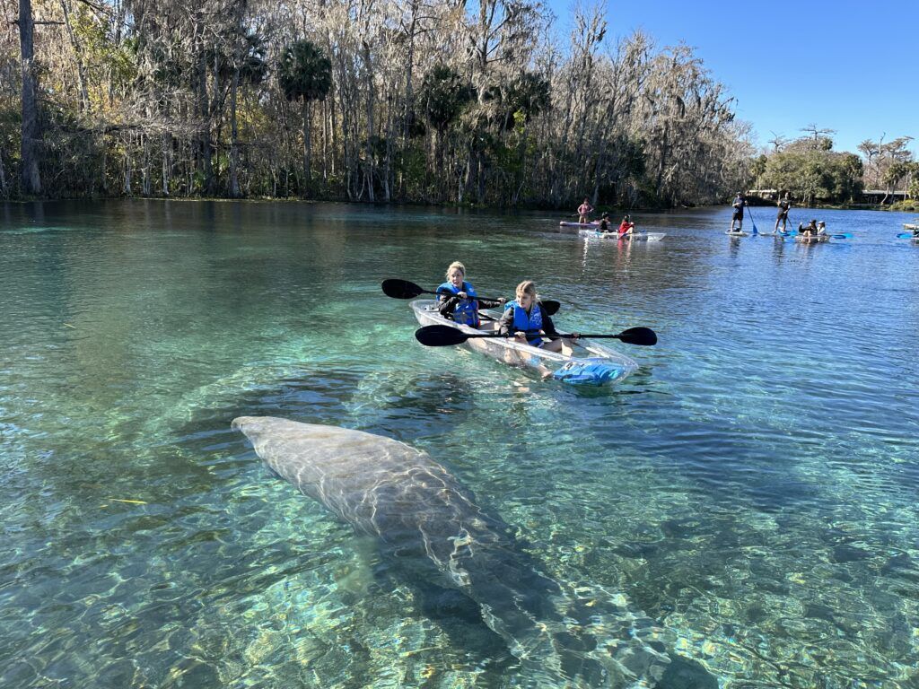 Kayakers and manatee in clear water at a spring; people paddle in the background under blue sky.