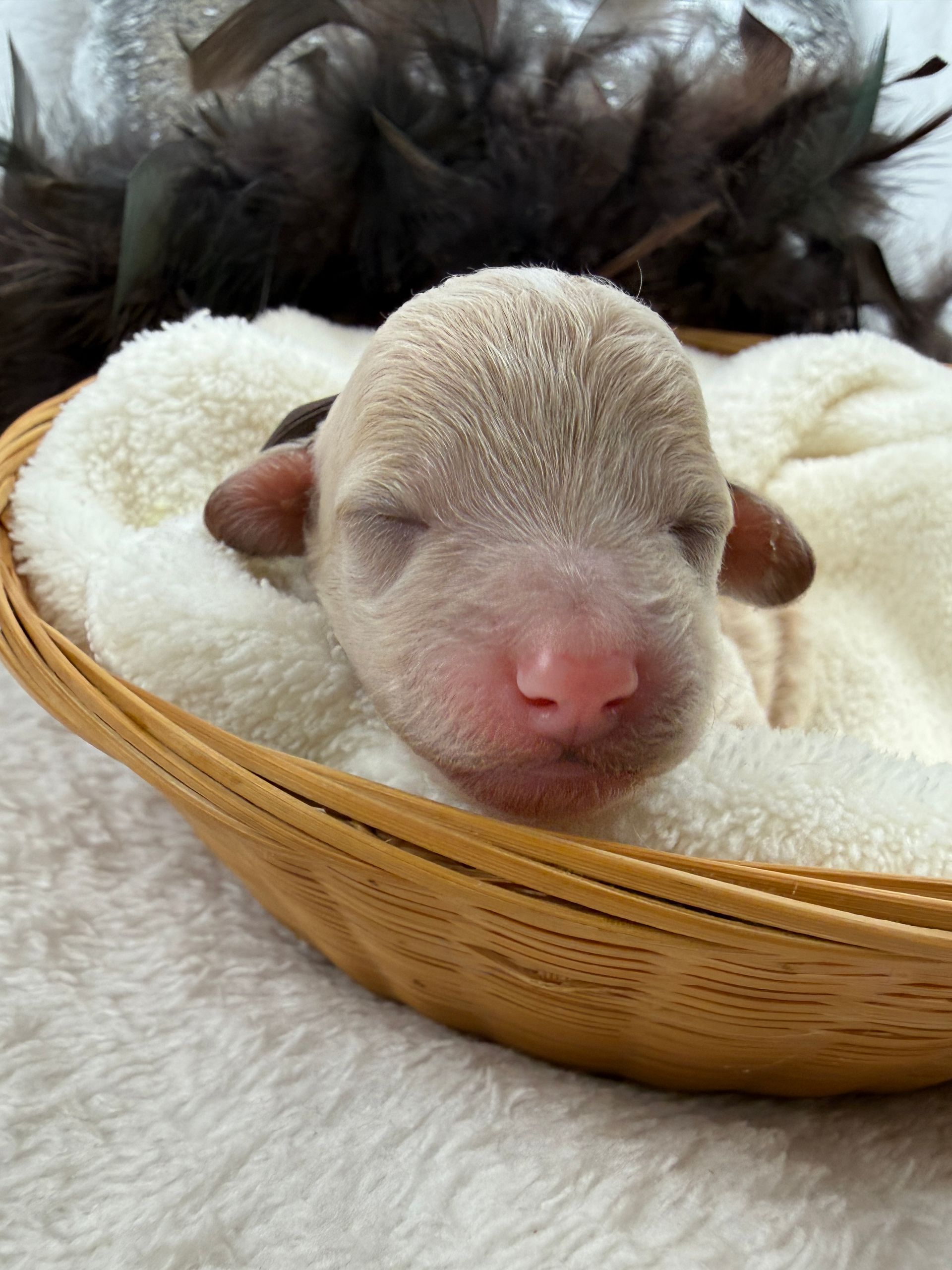 Cavapoo puppies for sale Fort Worth Texas breeder listings