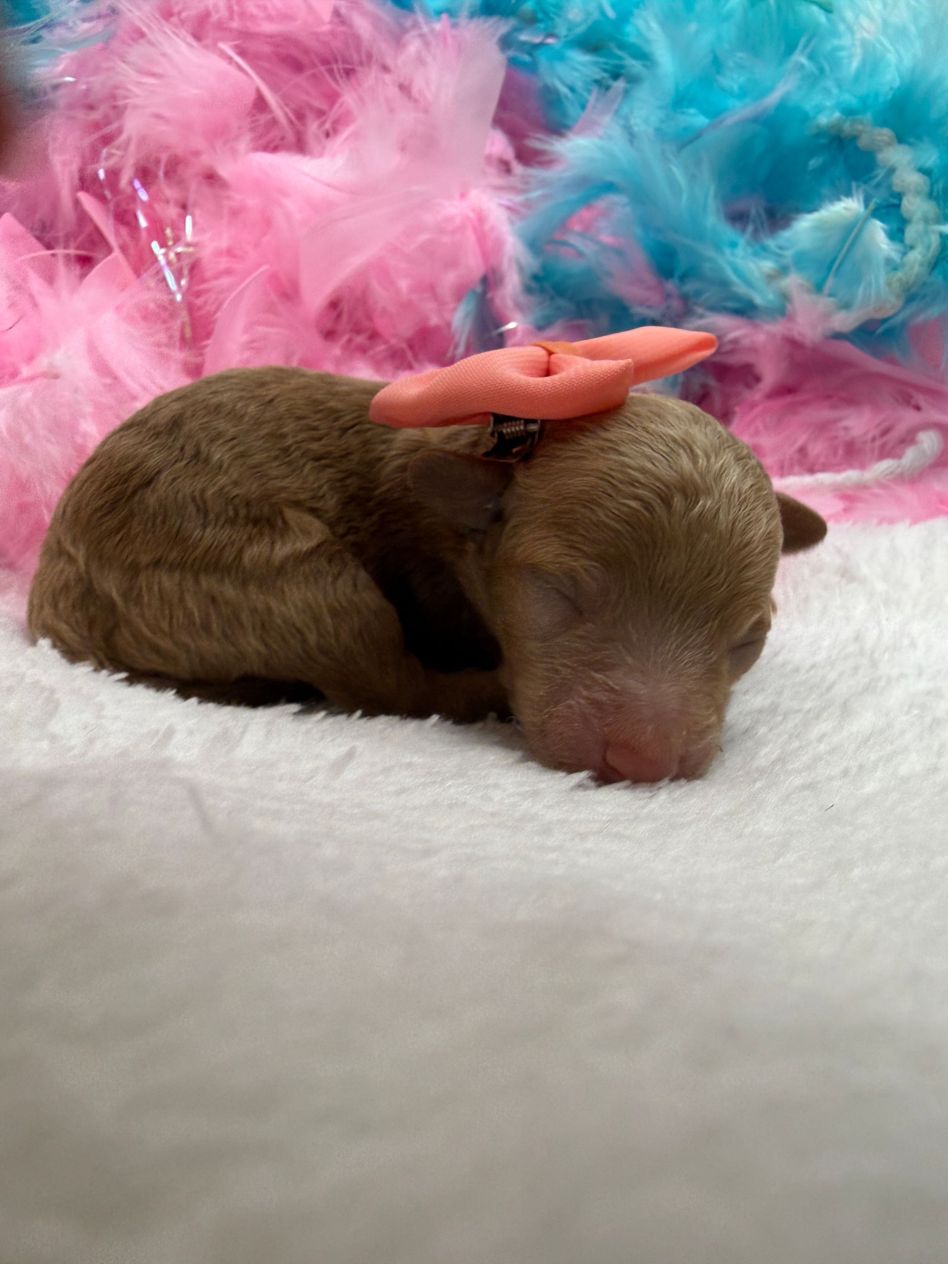 Cavapoo puppies for sale Fort Worth Texas breeder listings