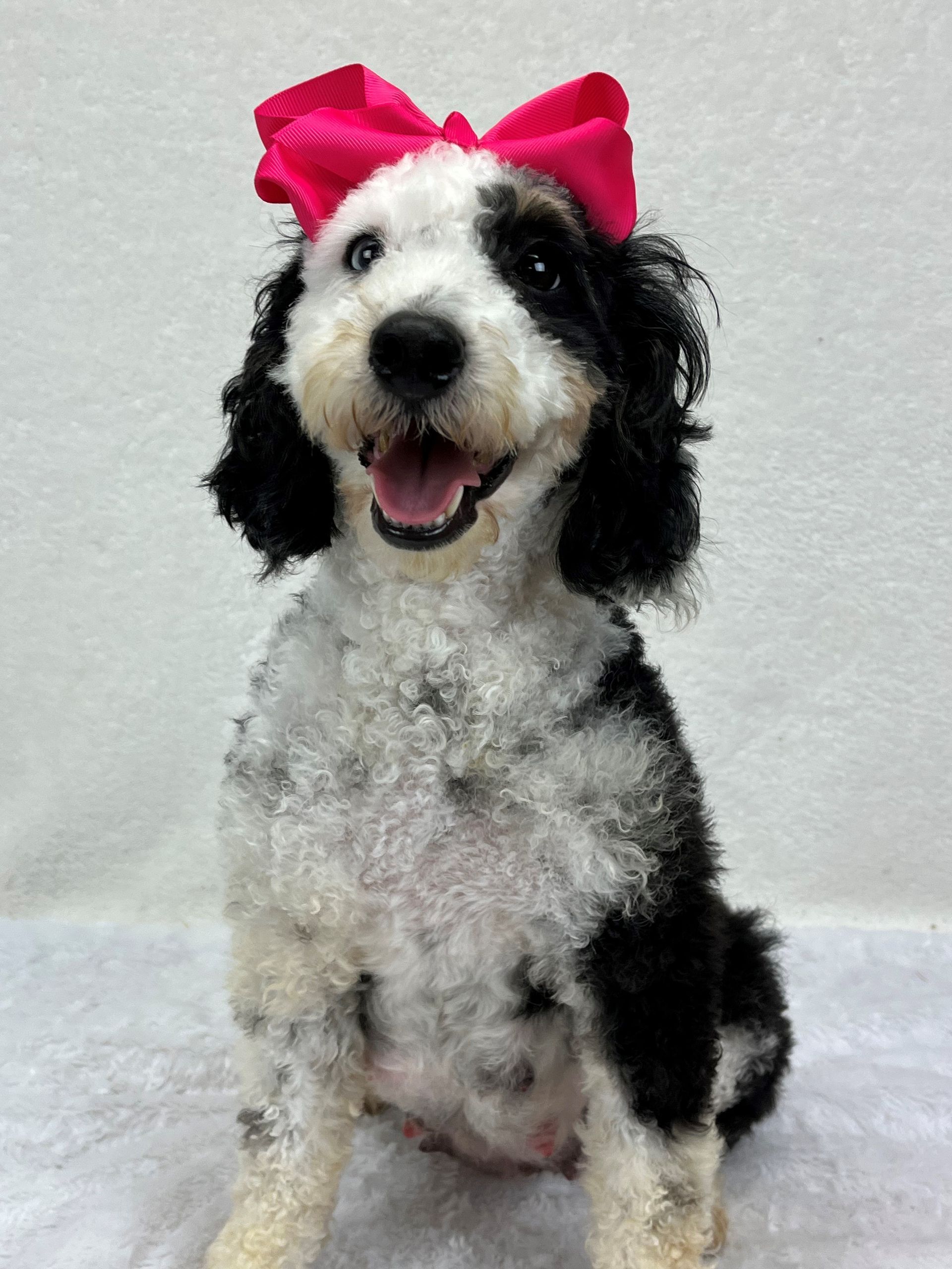 Healthy puppies for sale in Texas from trusted breeder