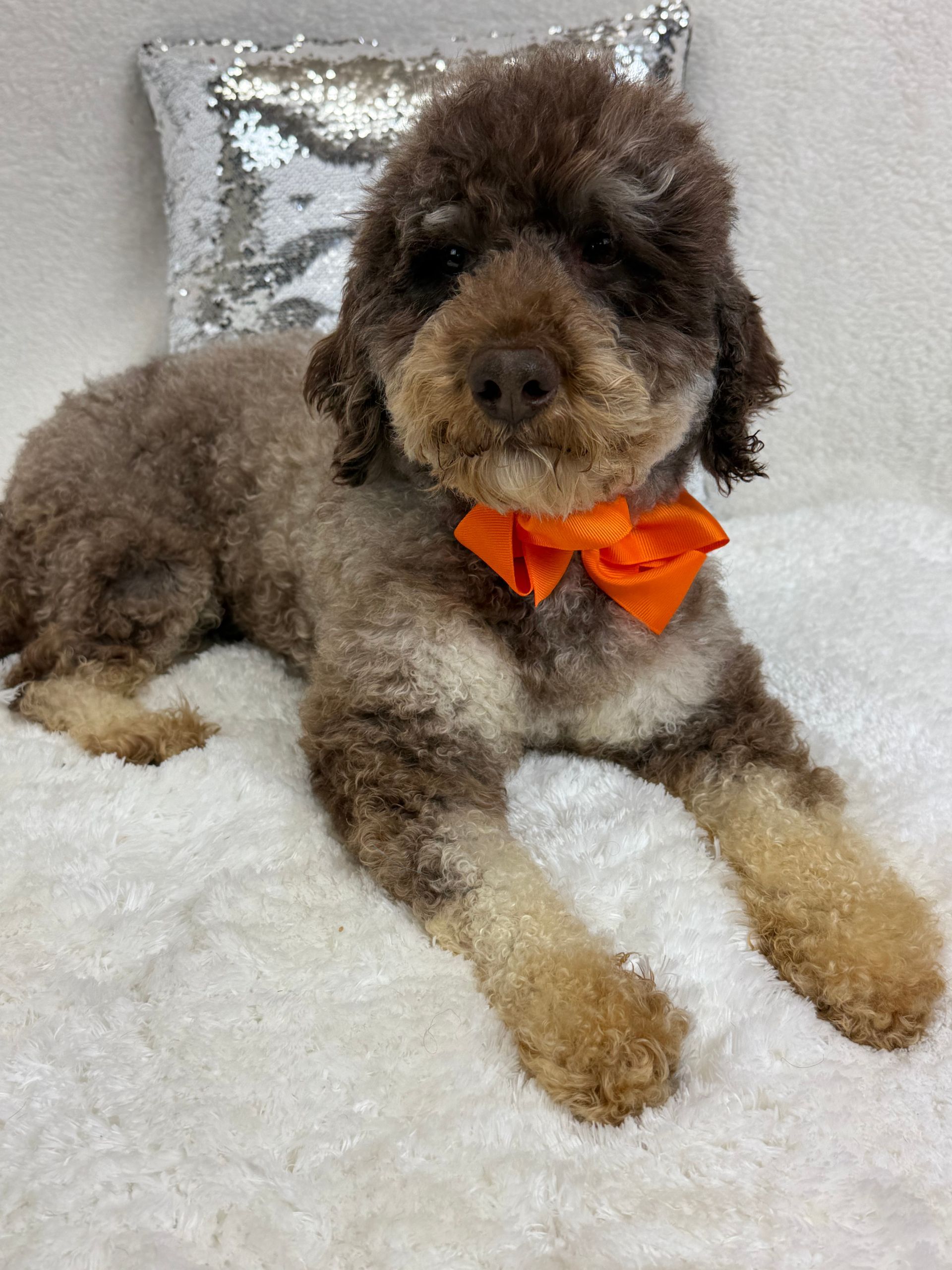 Healthy puppies for sale in Texas from trusted breeder