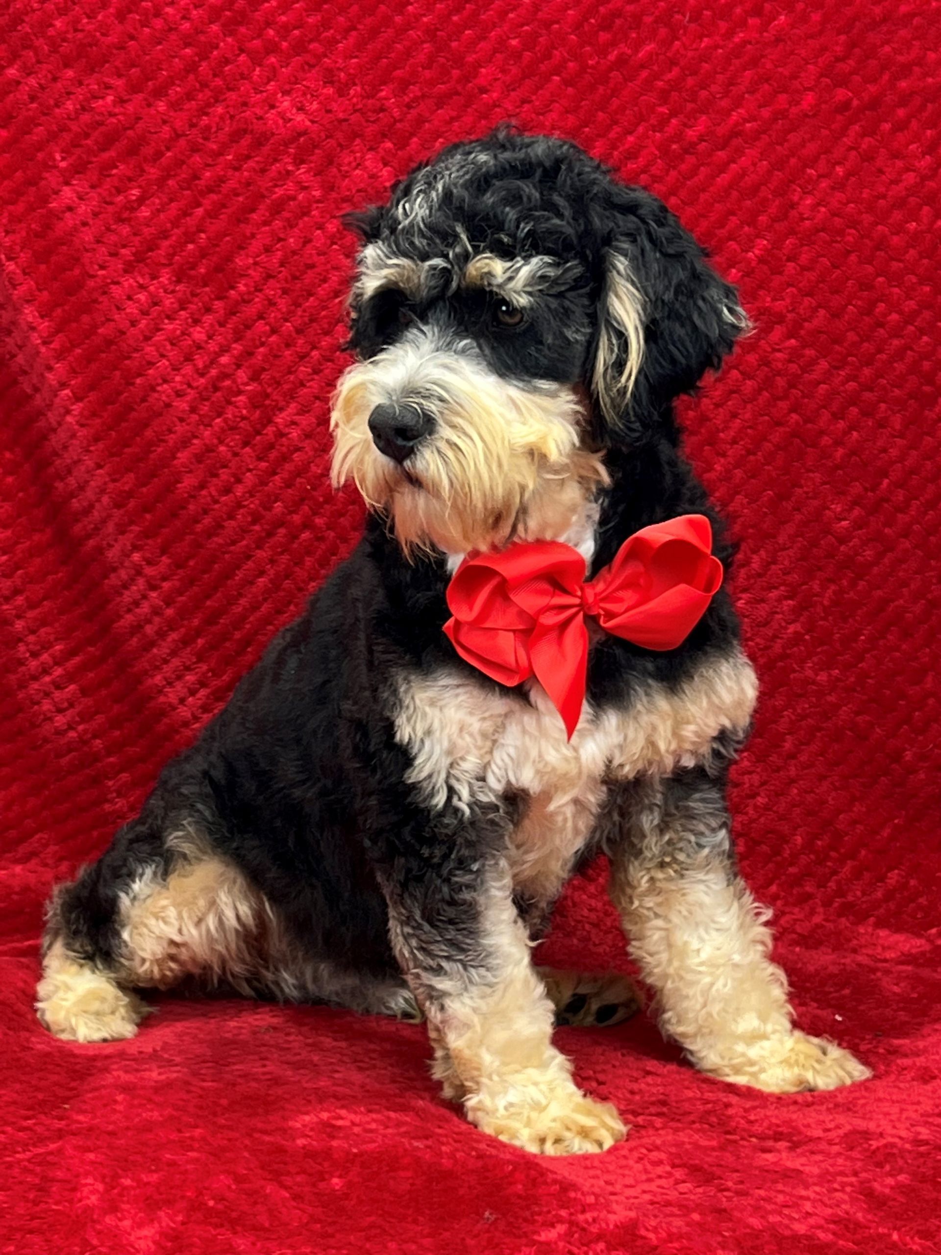 Healthy puppies for sale in Texas from trusted breeder