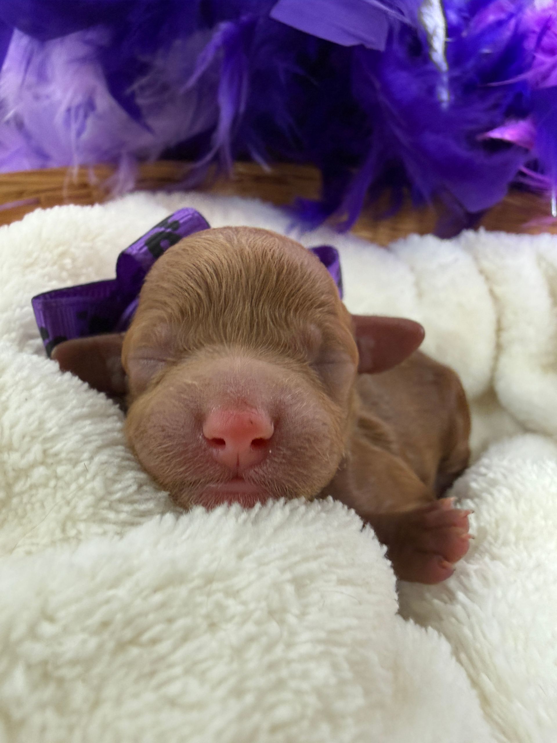 Cavapoo puppies for sale near tyler Texas