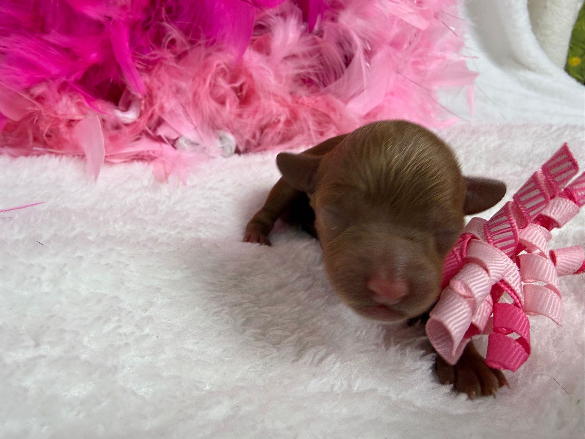 Cavapoo puppies for sale Fort Worth Texas breeder listings