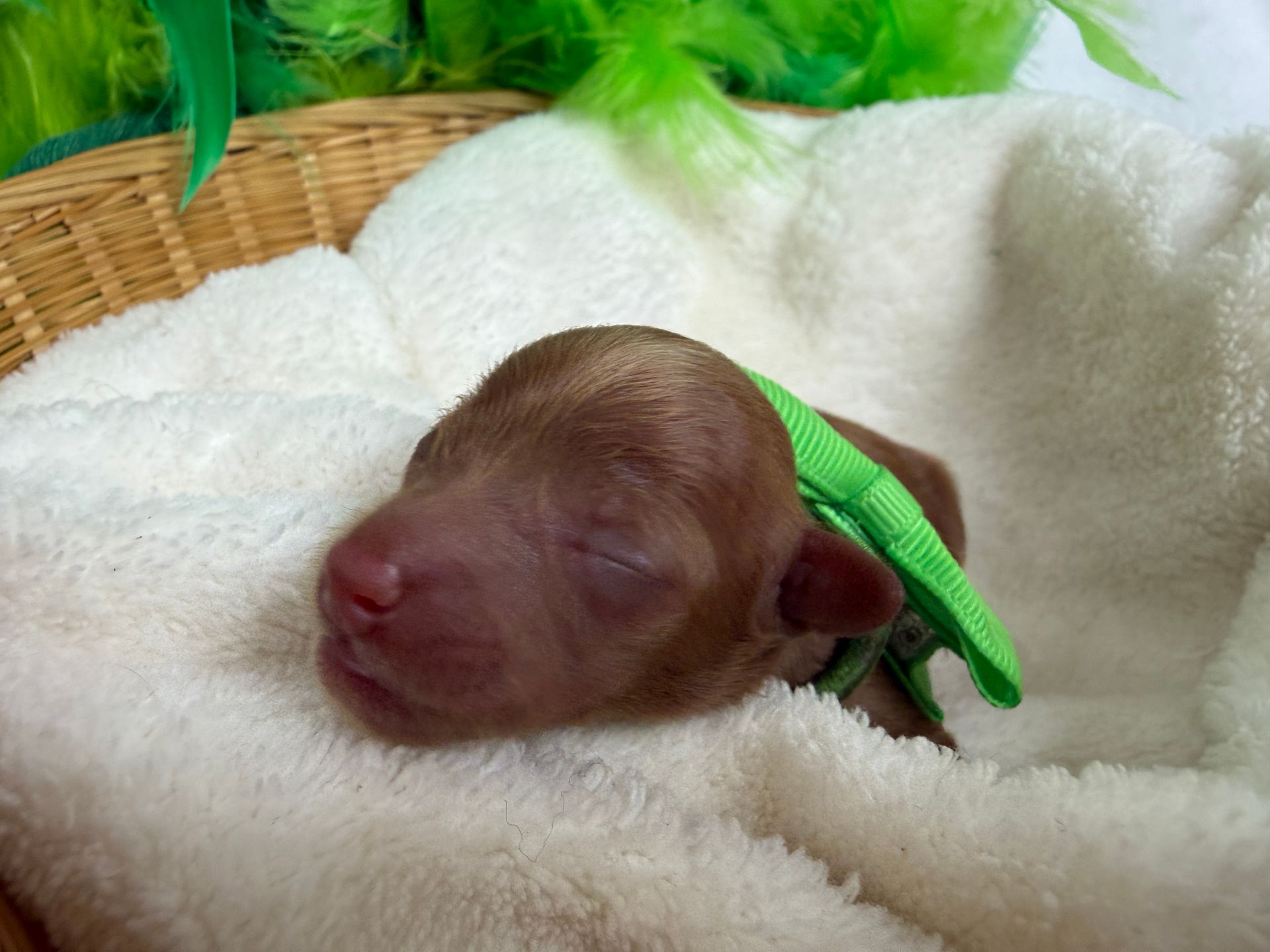 Cavapoo puppies for sale Fort Worth Texas breeder listings