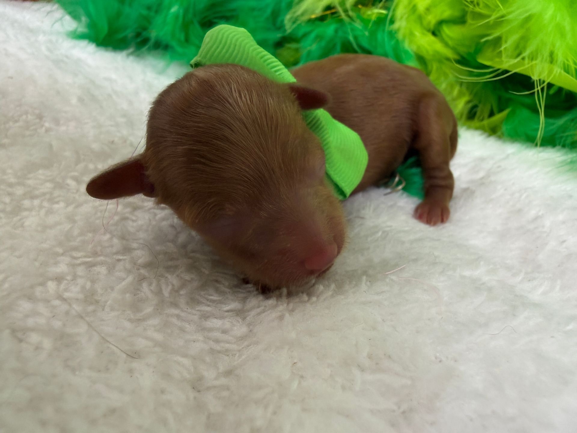 Cavapoo puppies for sale near tyler Texas