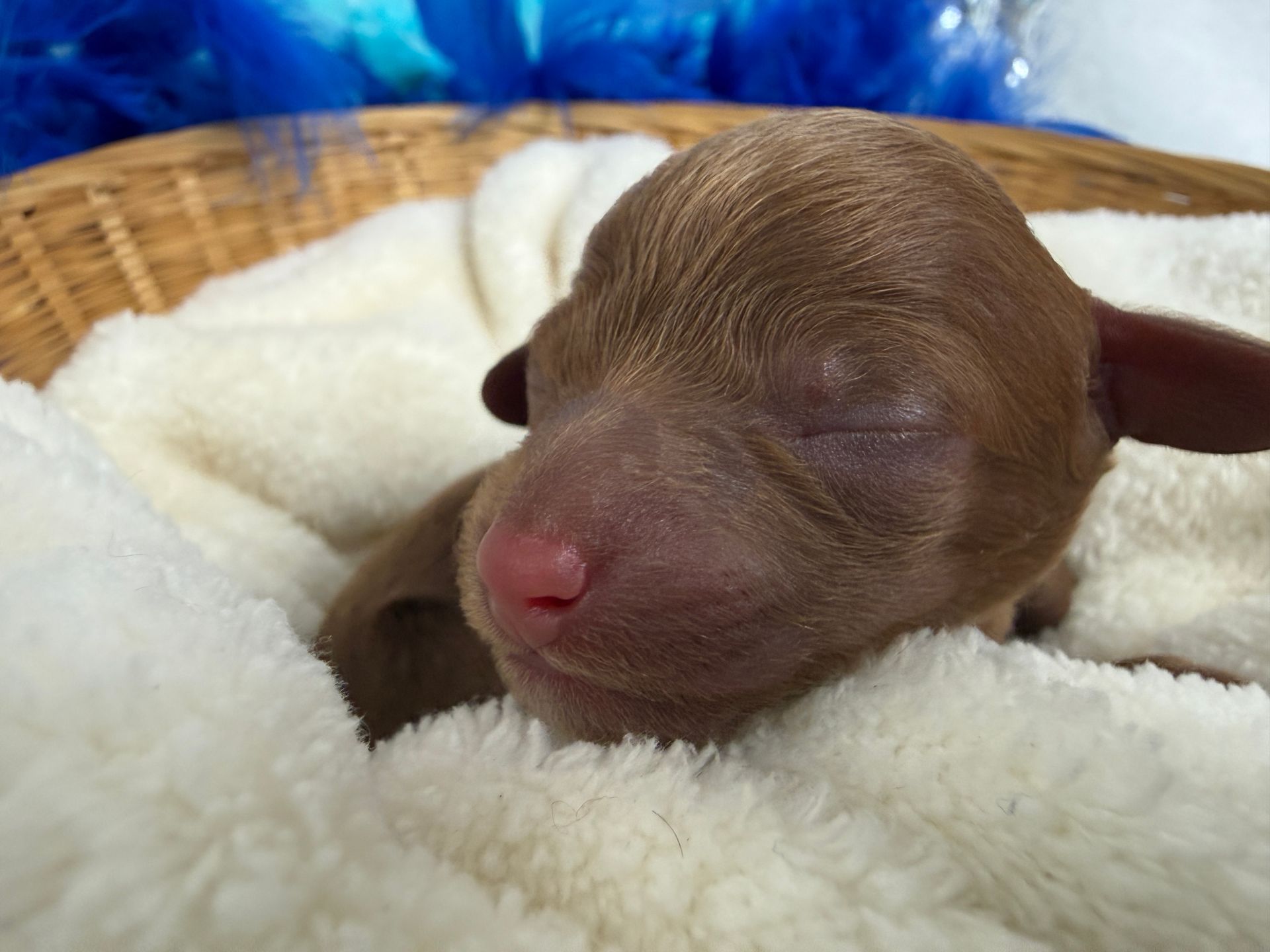 Cavapoo puppies for sale Fort Worth Texas breeder listings