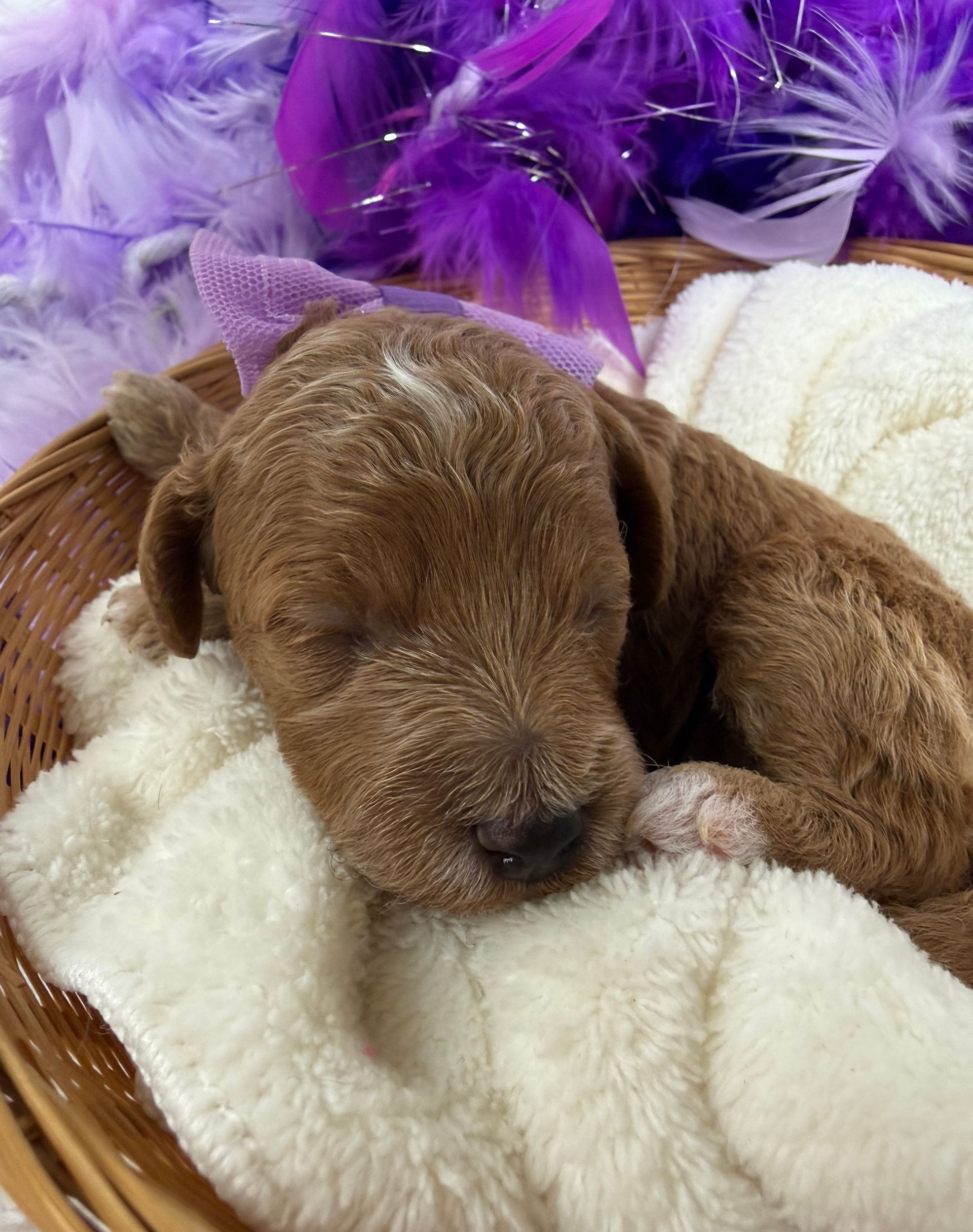 Cavapoo puppies for sale near tyler Texas