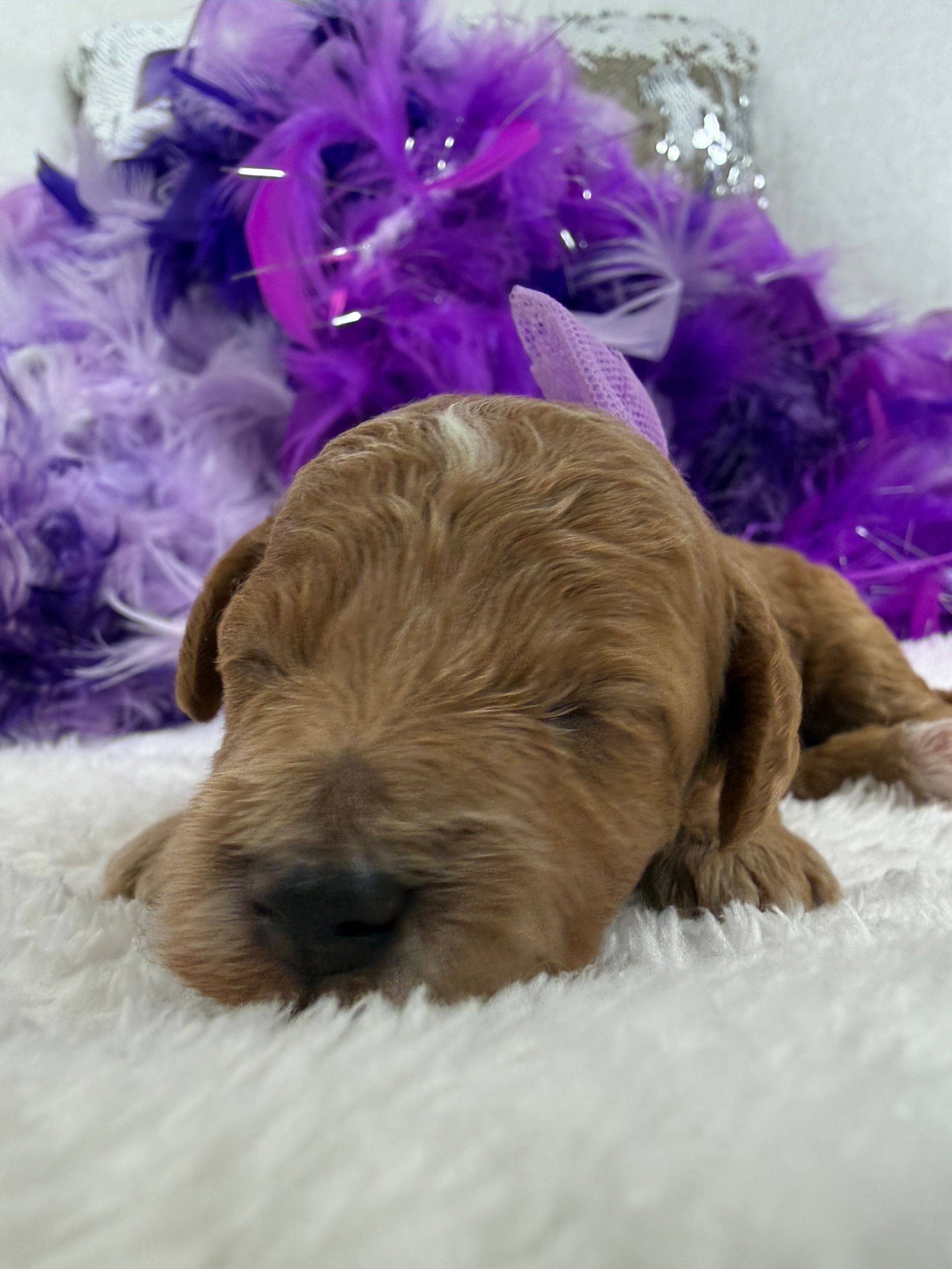 Cavapoo puppies for sale Fort Worth Texas breeder listings