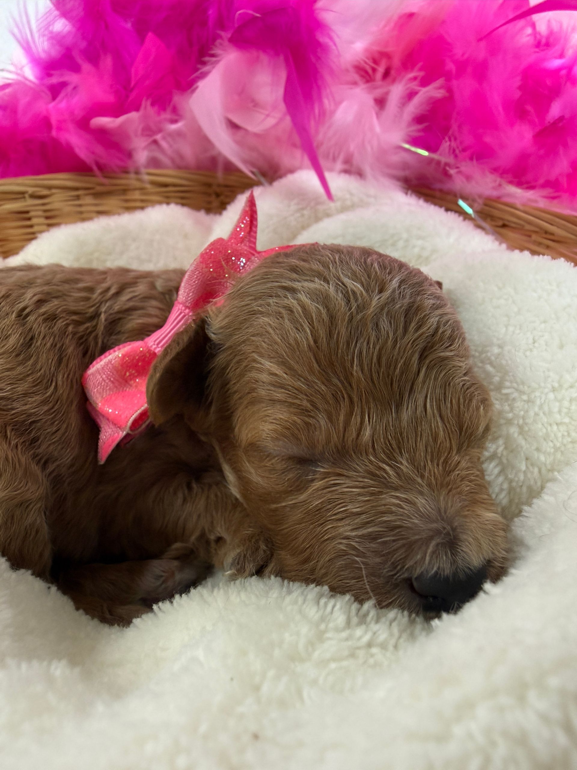 Cavapoo puppies for sale near tyler Texas