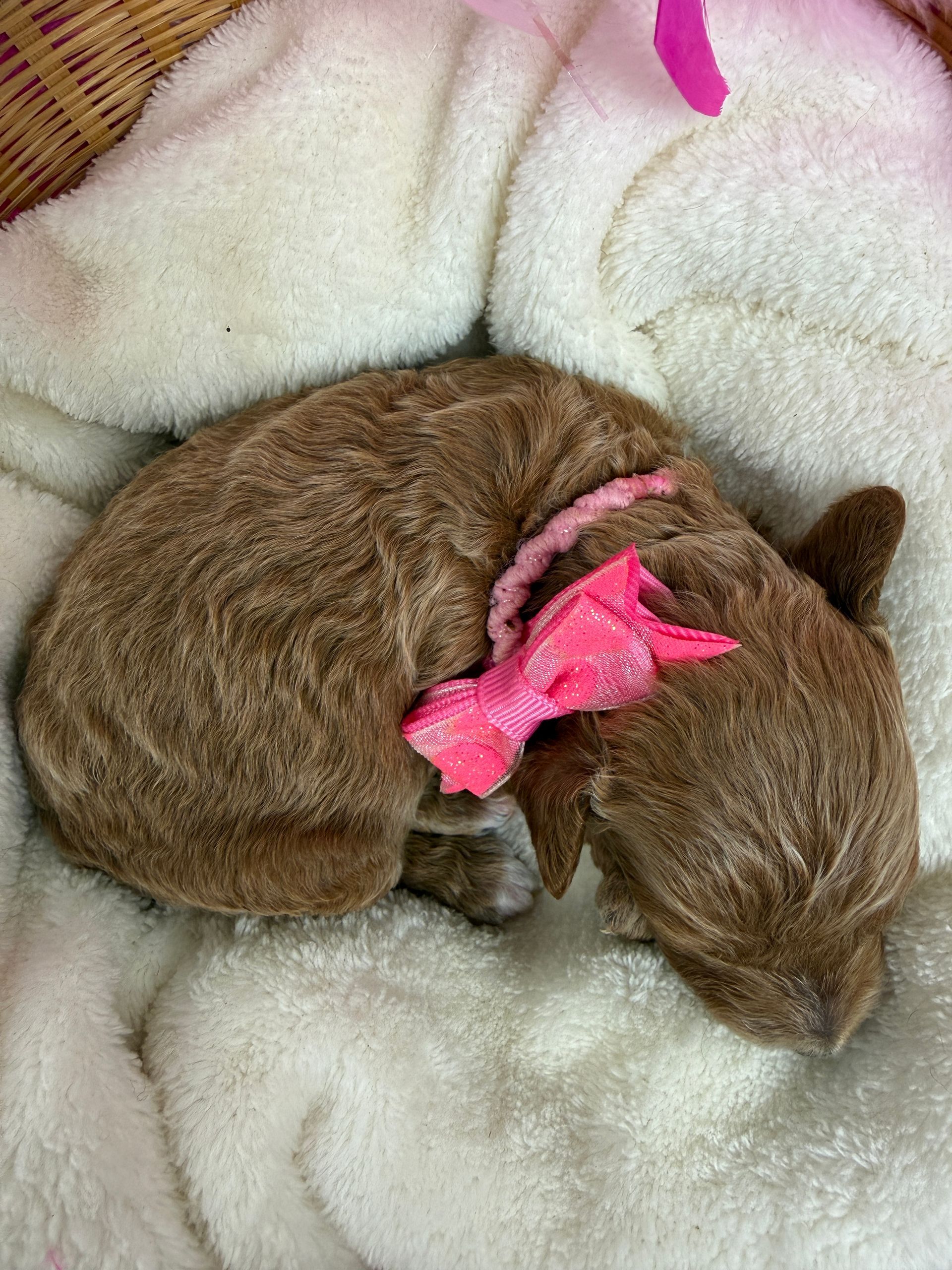 Cavapoo puppies for sale Fort Worth Texas breeder listings