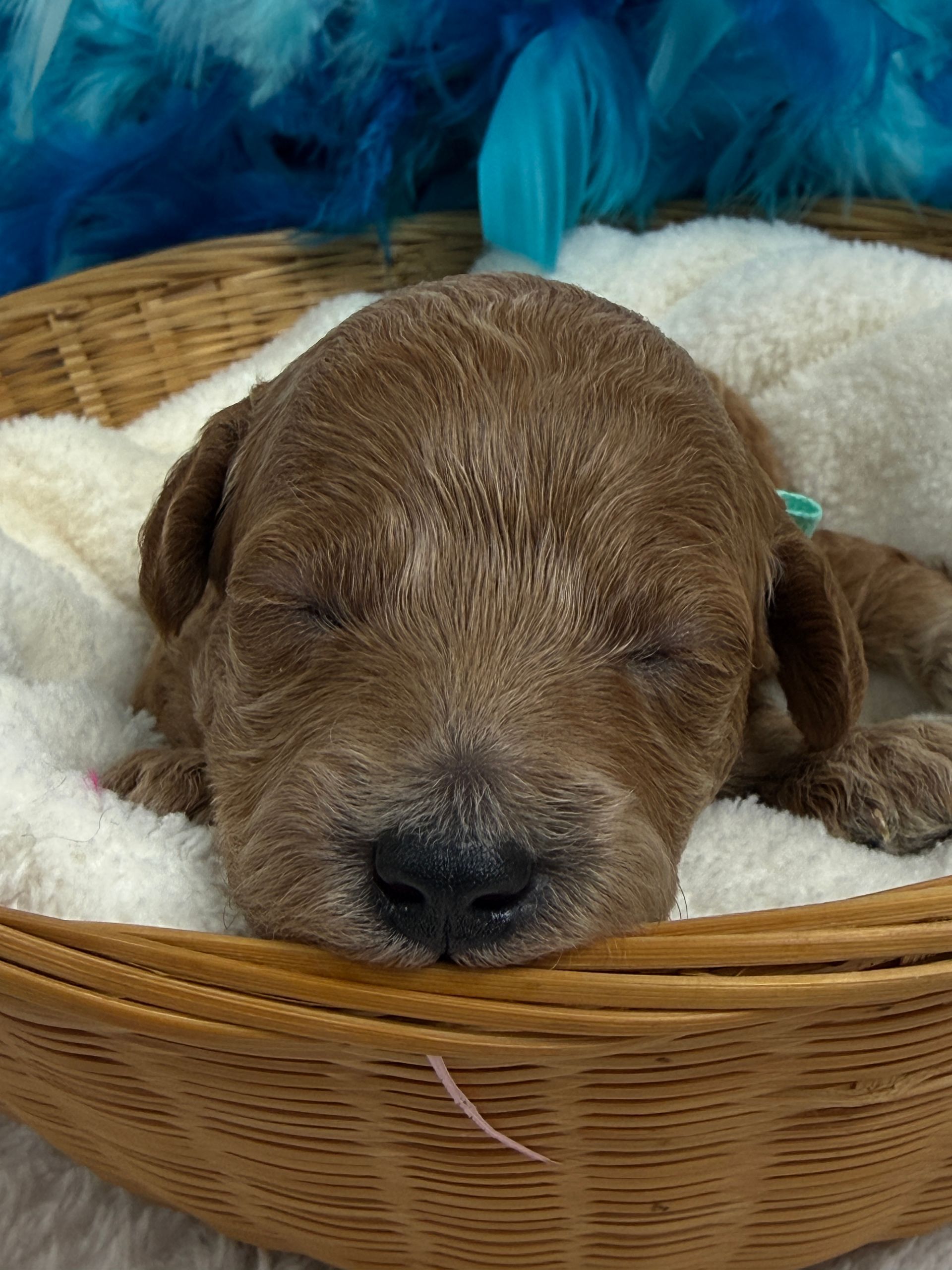 Cavapoo puppies for sale Fort Worth Texas breeder listings