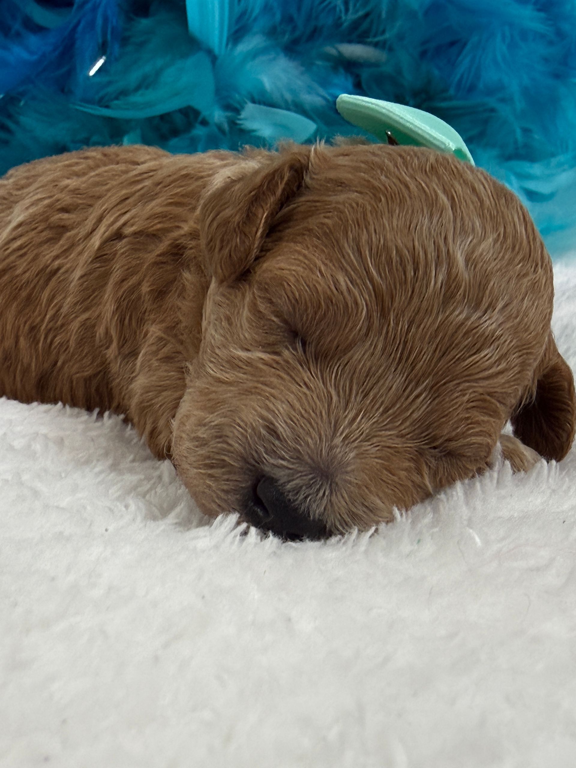 Cavapoo puppies for sale near tyler Texas