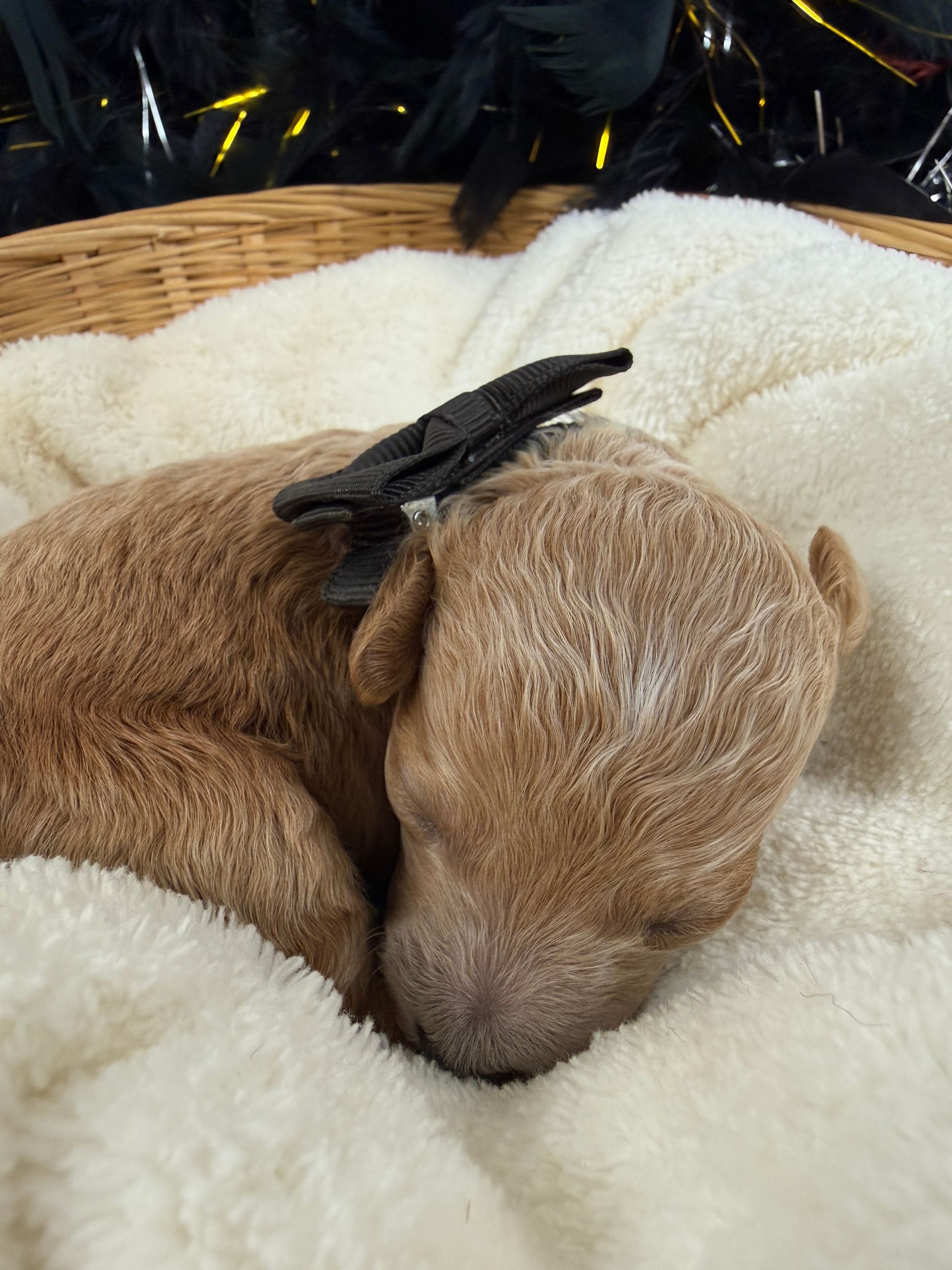 Cavapoo puppies for sale Fort Worth Texas breeder listings
