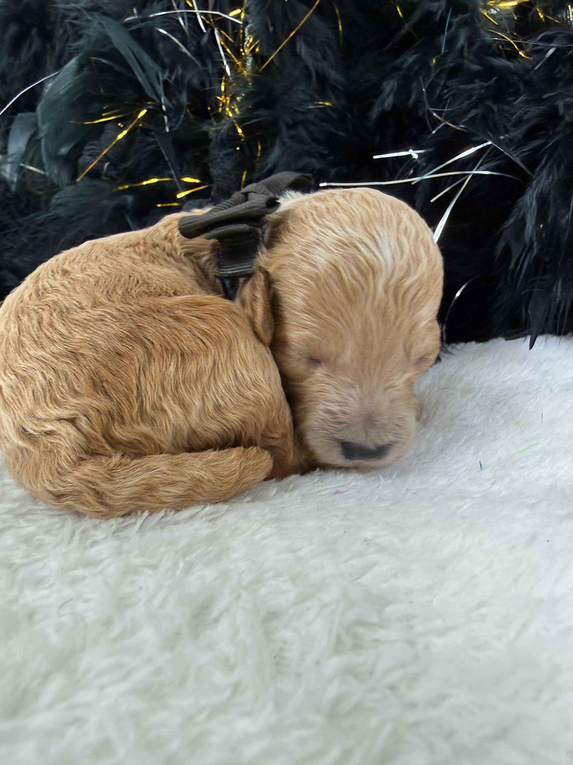 Cavapoo puppies for sale near tyler Texas