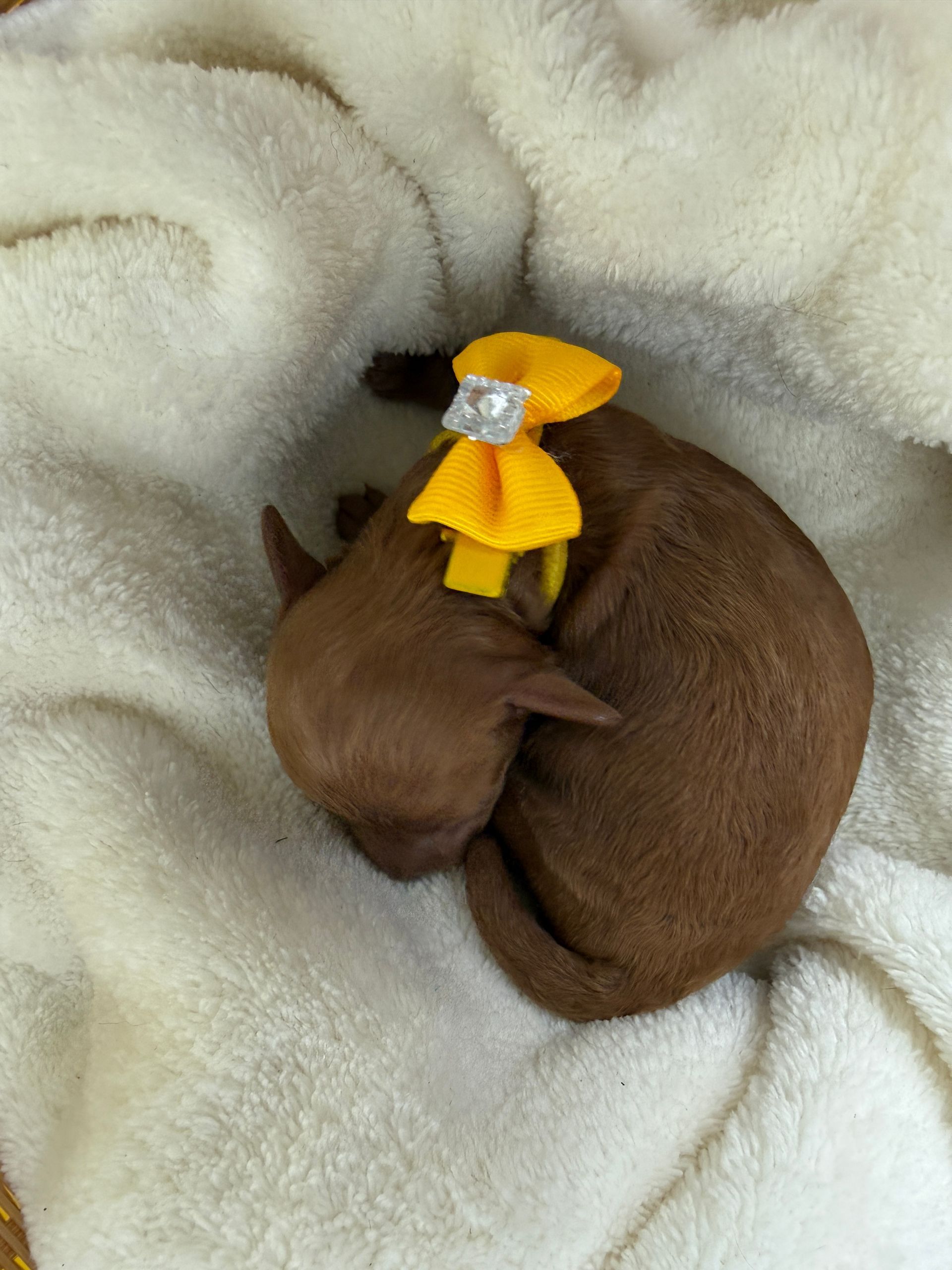 Cavapoo puppies for sale Fort Worth Texas breeder listings