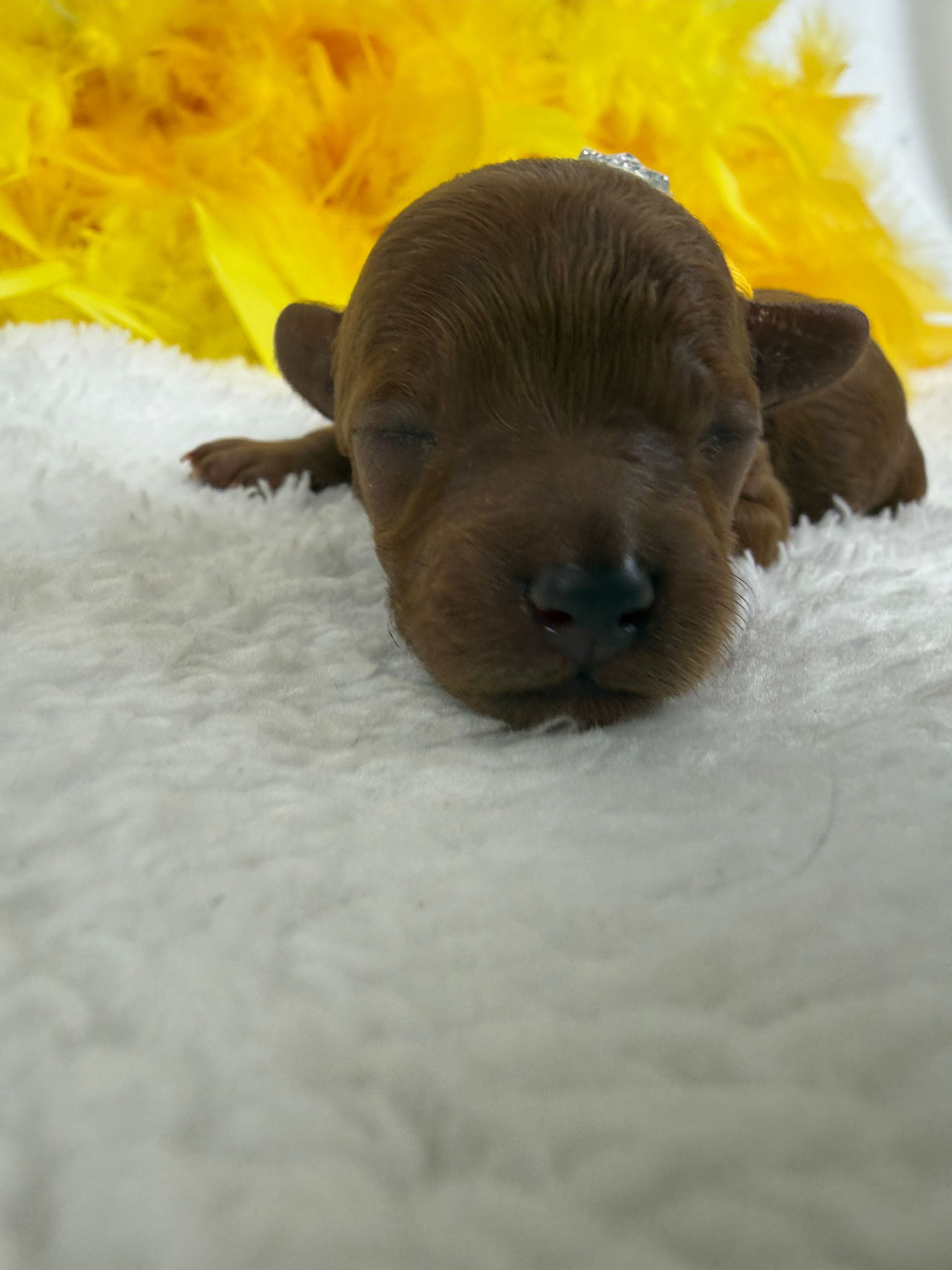 Cavapoo puppies for sale near tyler Texas