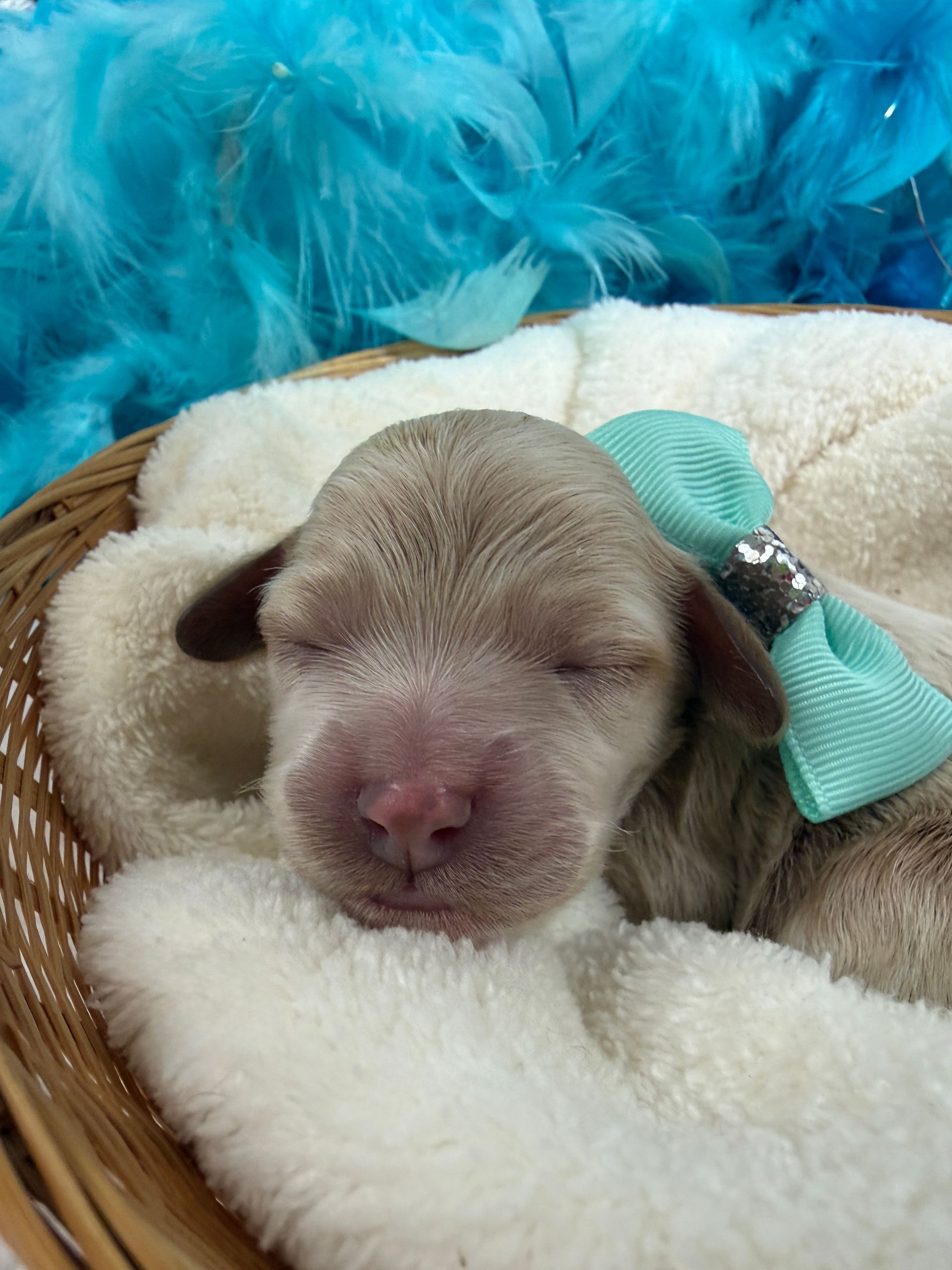 Cavapoo puppies for sale Fort Worth Texas breeder listings