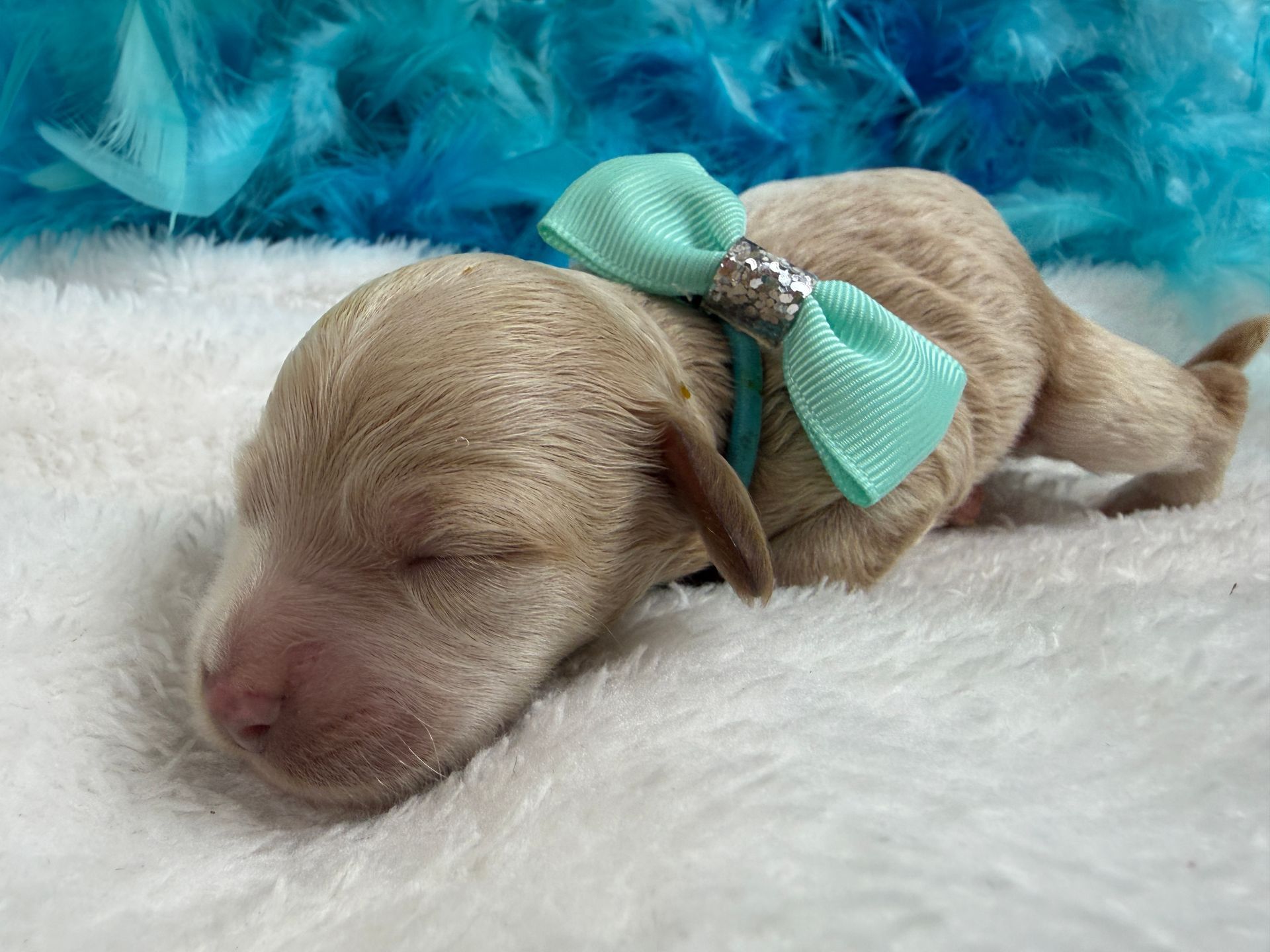 Cavapoo puppies for sale near tyler Texas