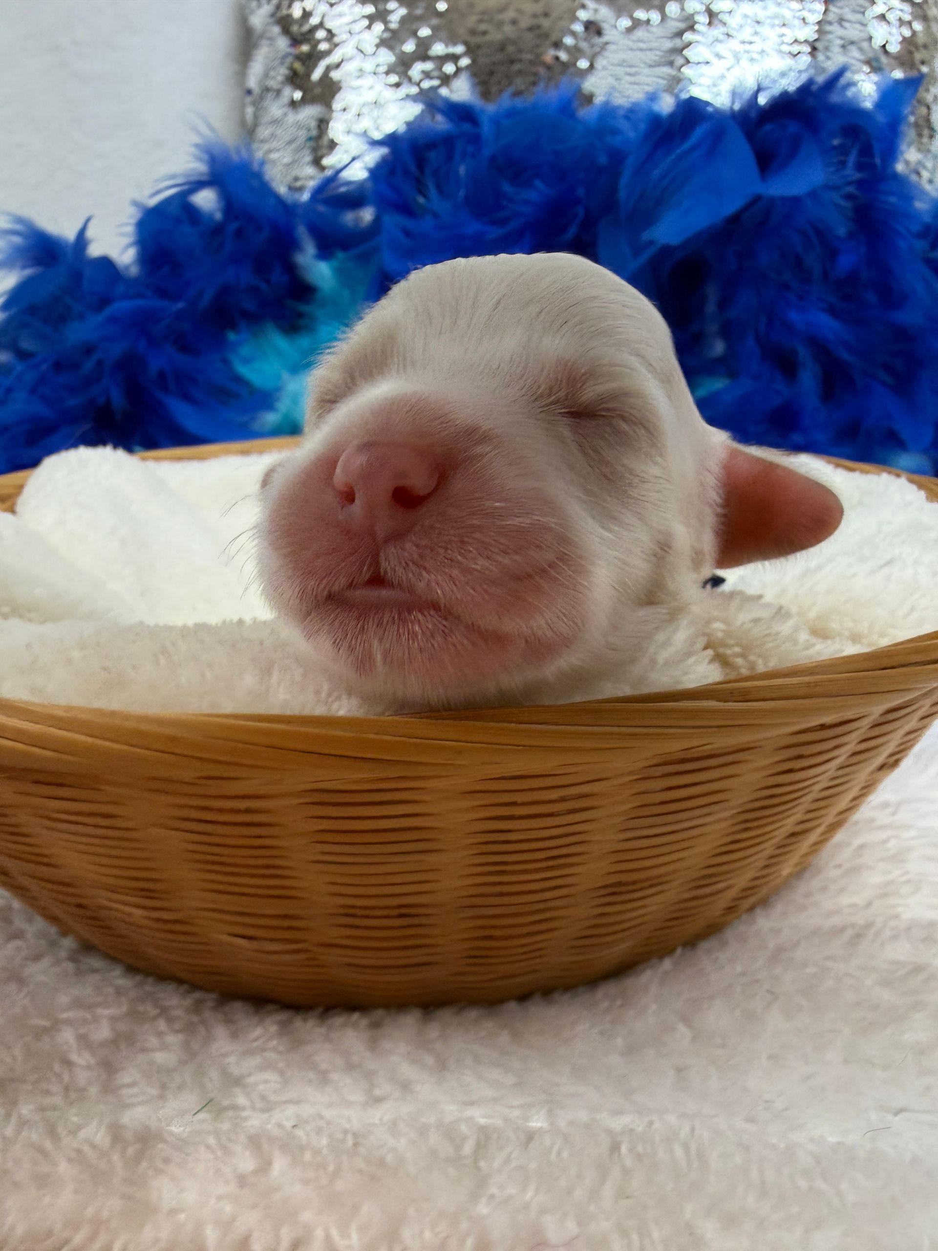 Cavapoo puppies for sale near tyler Texas