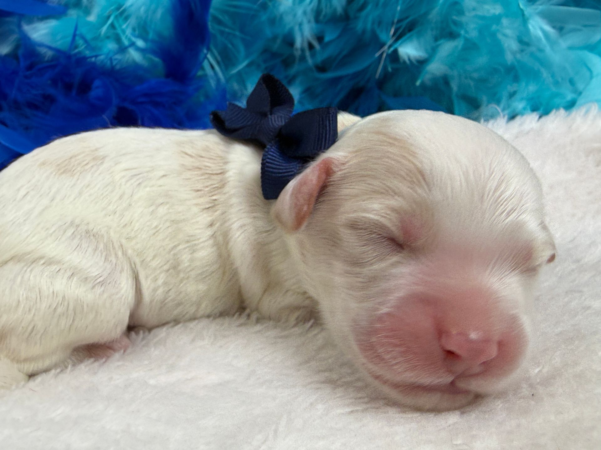 Cavapoo puppies for sale Fort Worth Texas breeder listings