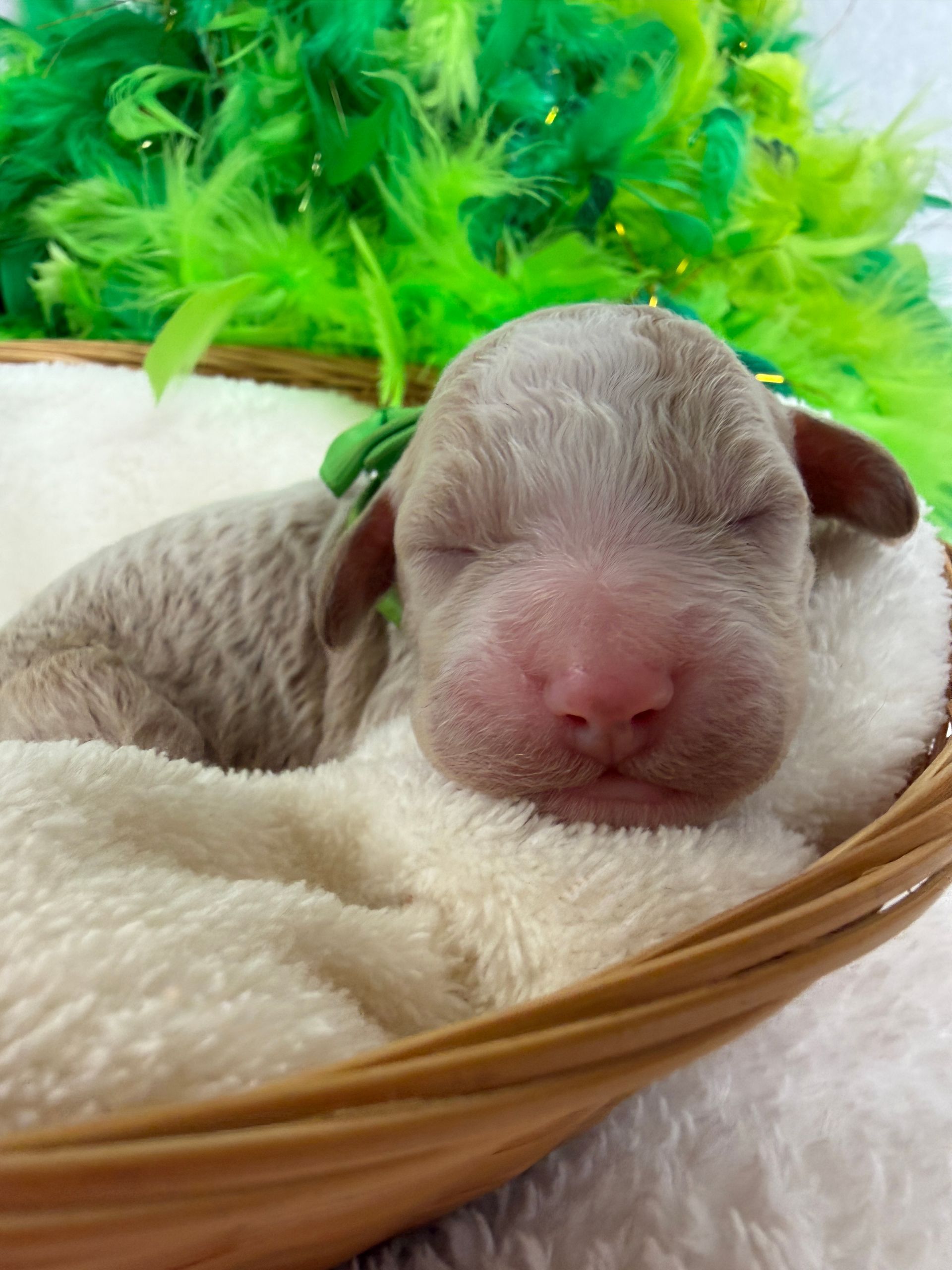 Cavapoo puppies for sale Fort Worth Texas breeder listings