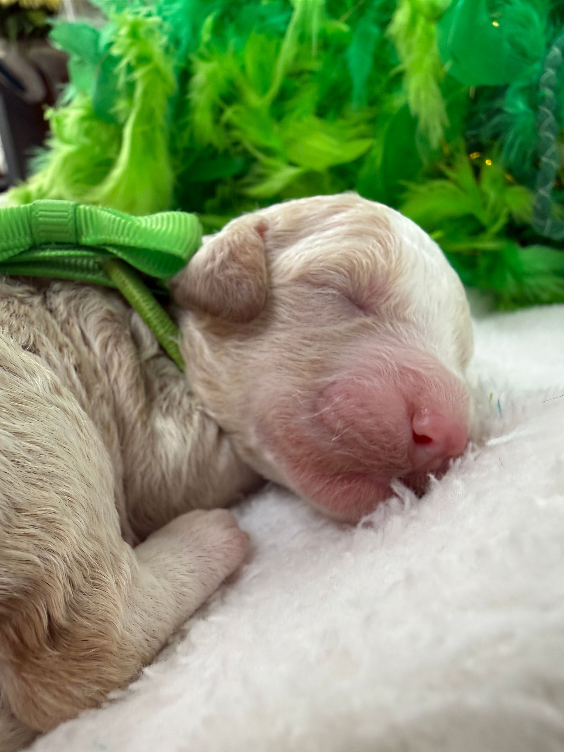 Cavapoo puppies for sale near tyler Texas