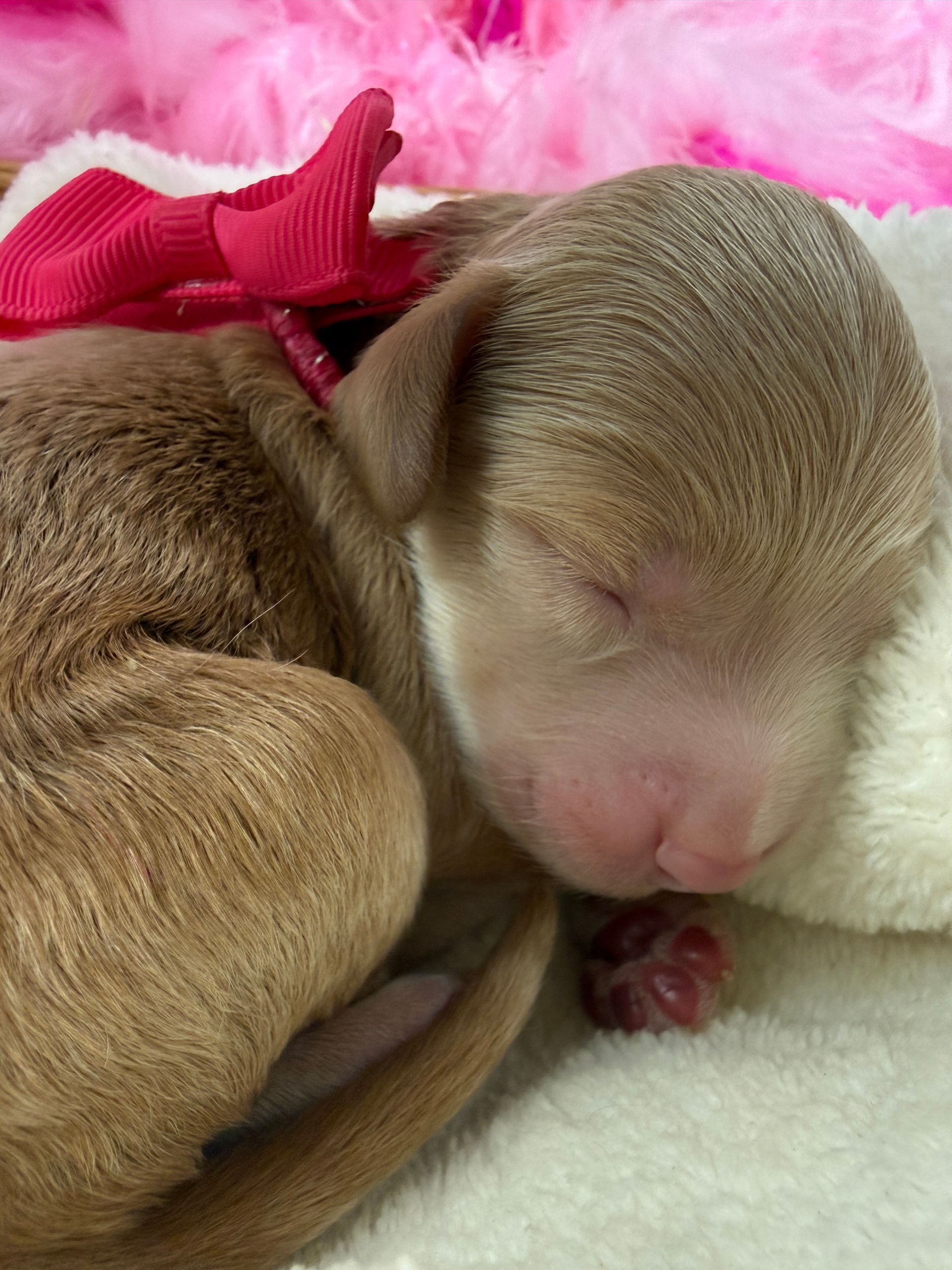 Cavapoo puppies for sale Fort Worth Texas breeder listings