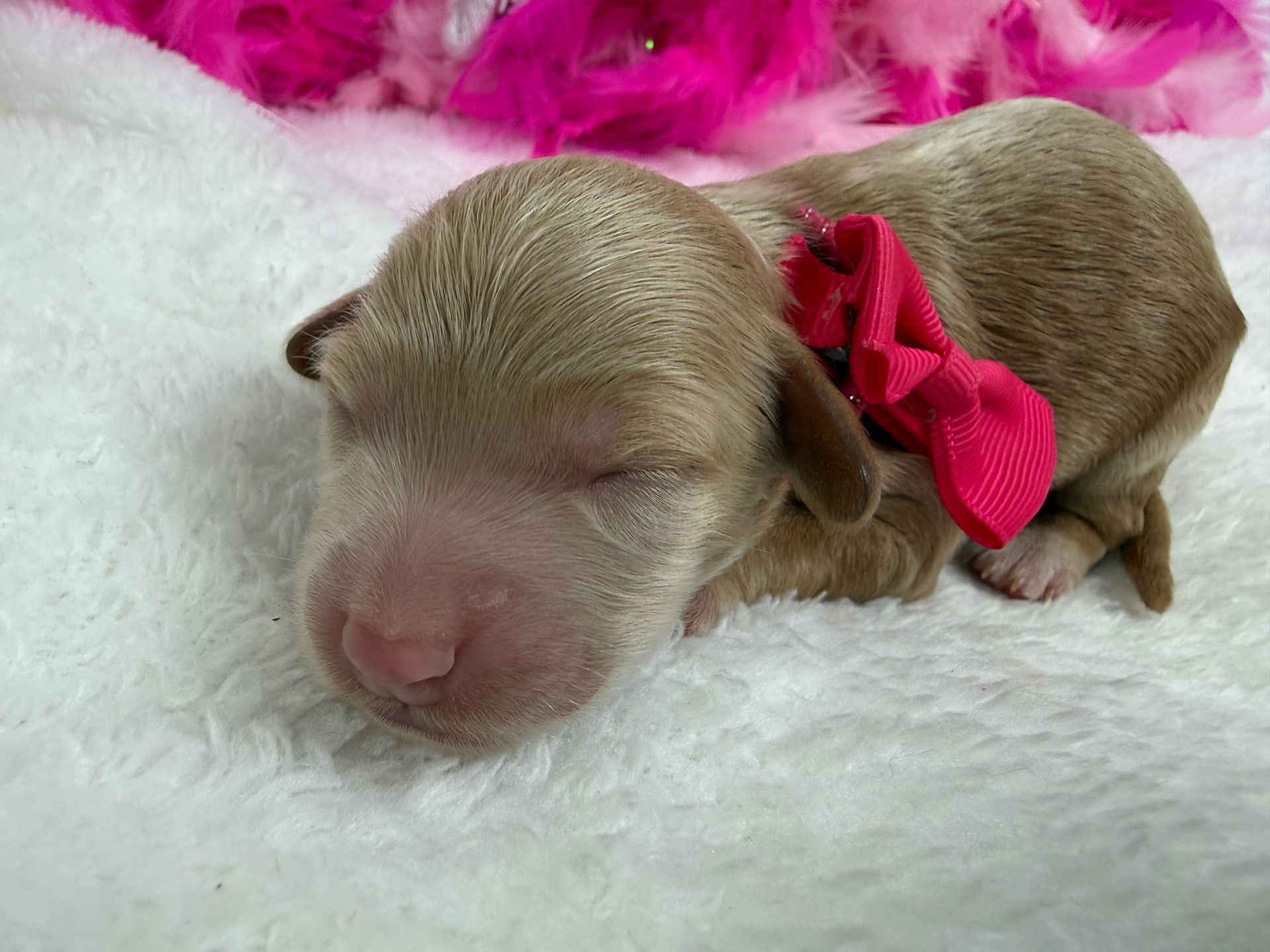 Cavapoo puppies for sale near tyler Texas