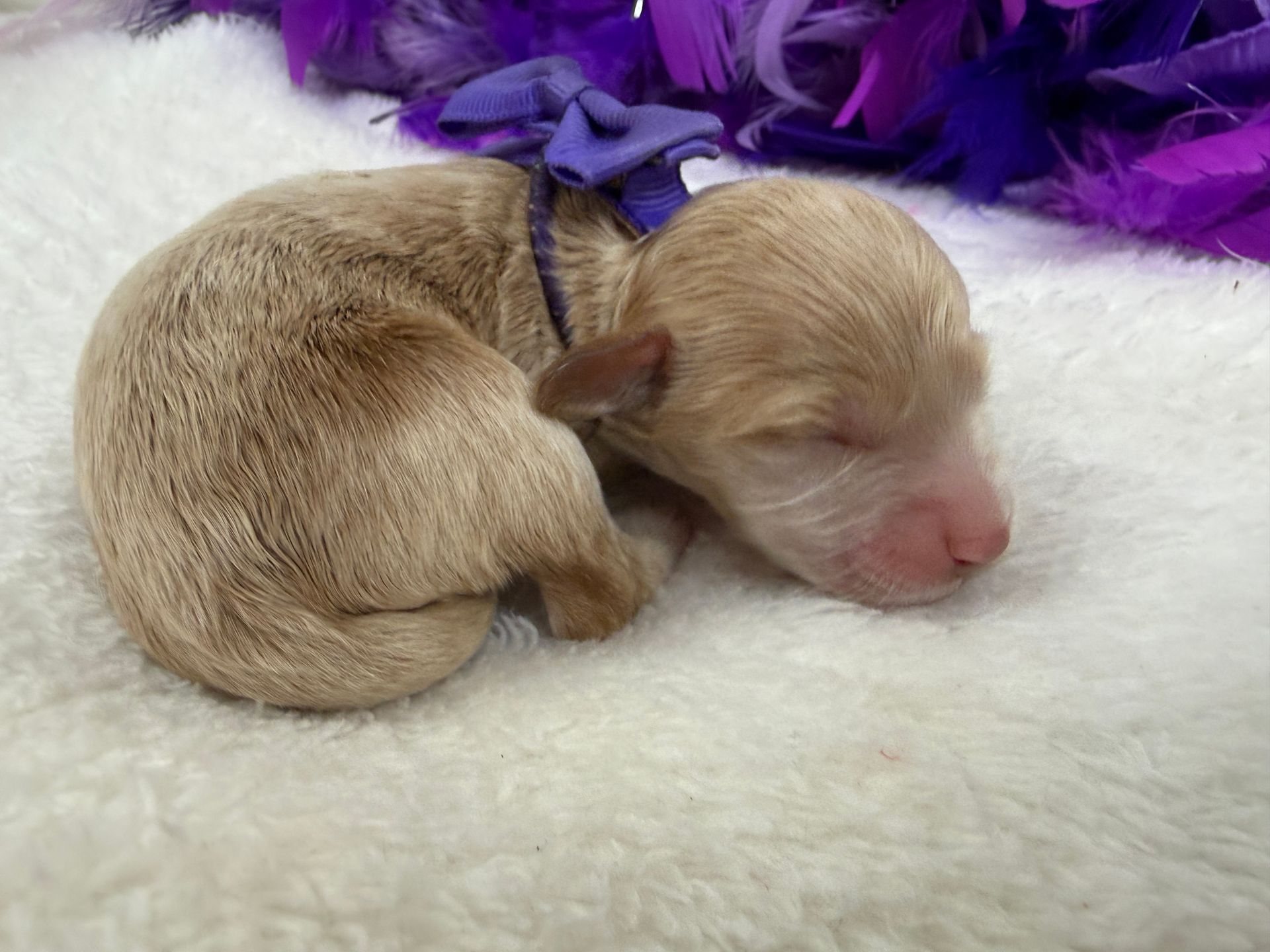 Cavapoo puppies for sale Fort Worth Texas breeder listings