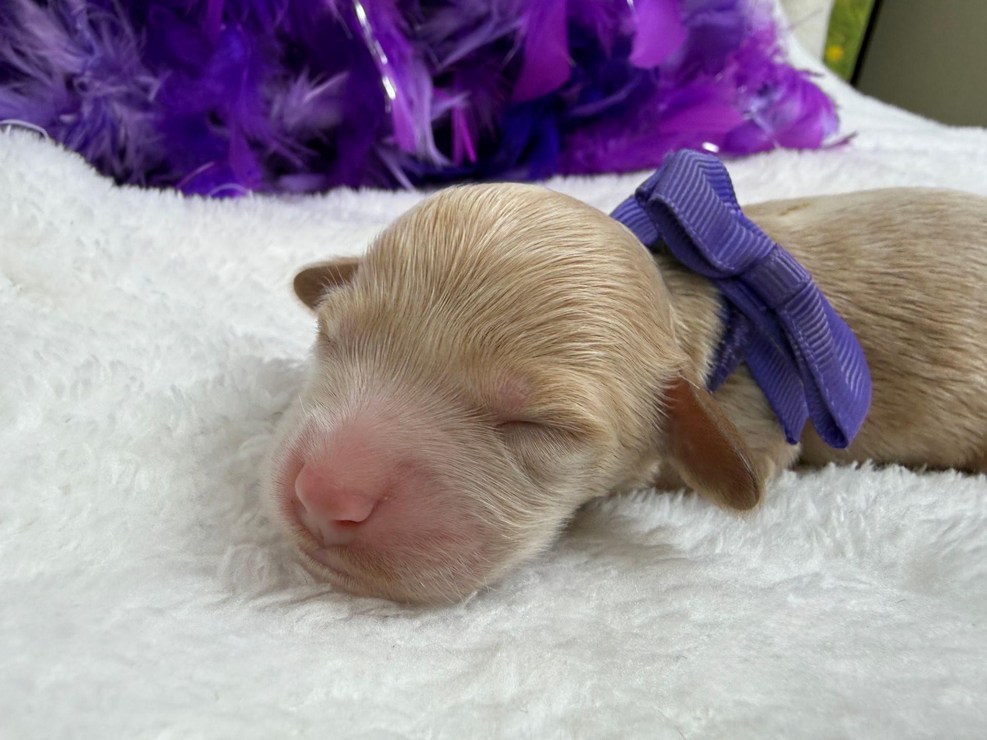 Cavapoo puppies for sale near tyler Texas