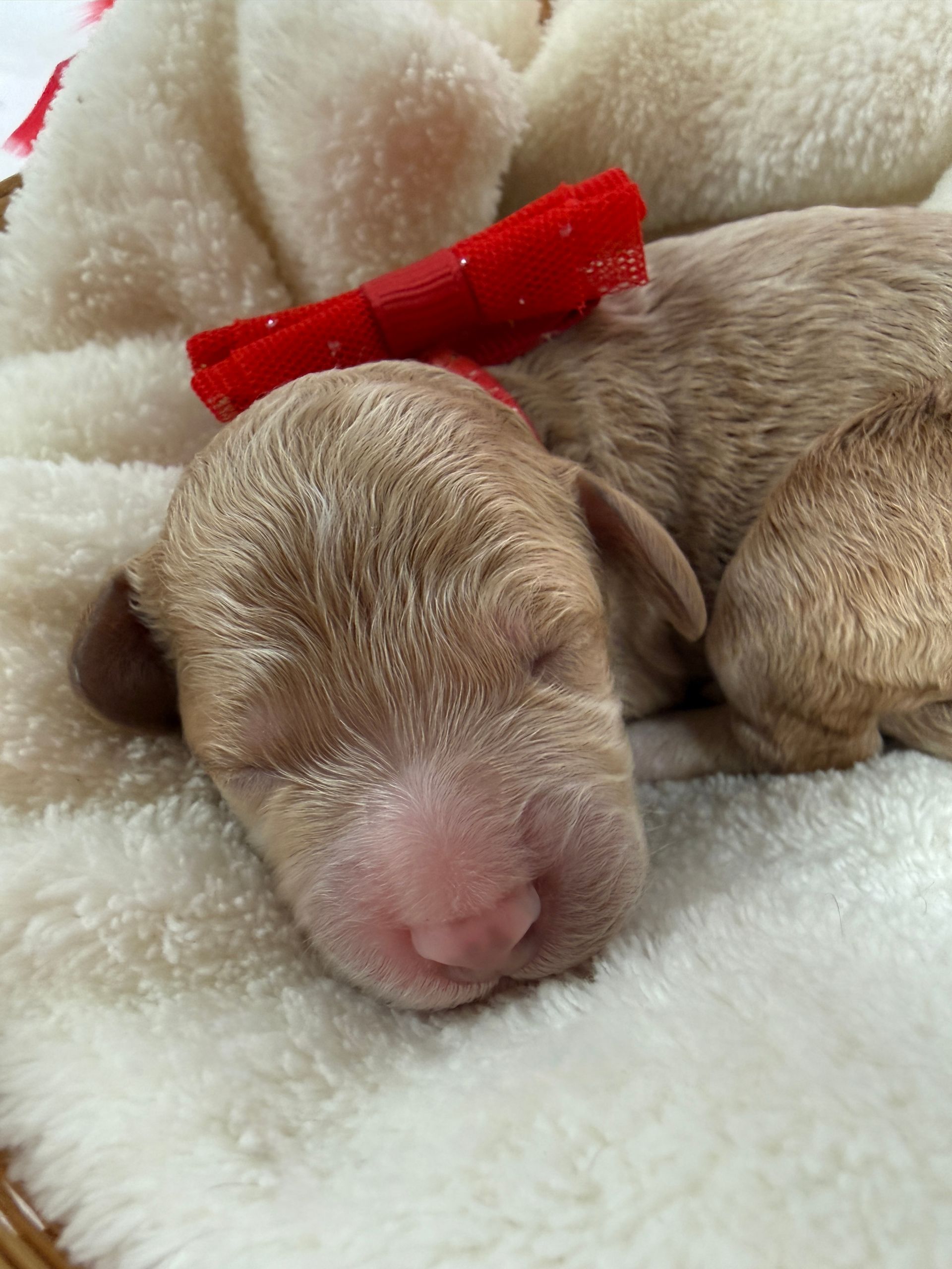 Cavapoo puppies for sale near tyler Texas