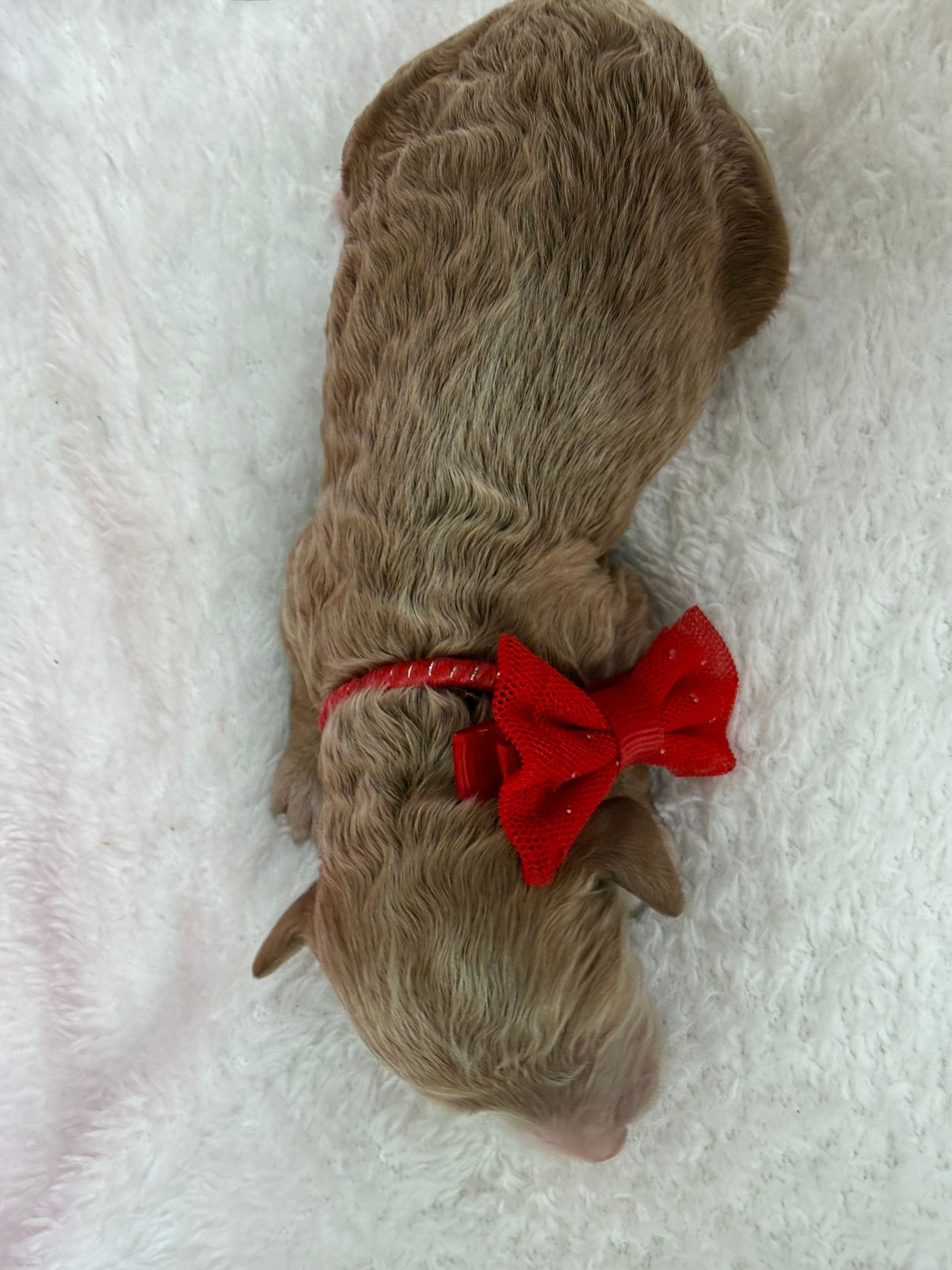 Cavapoo puppies for sale Fort Worth Texas breeder listings
