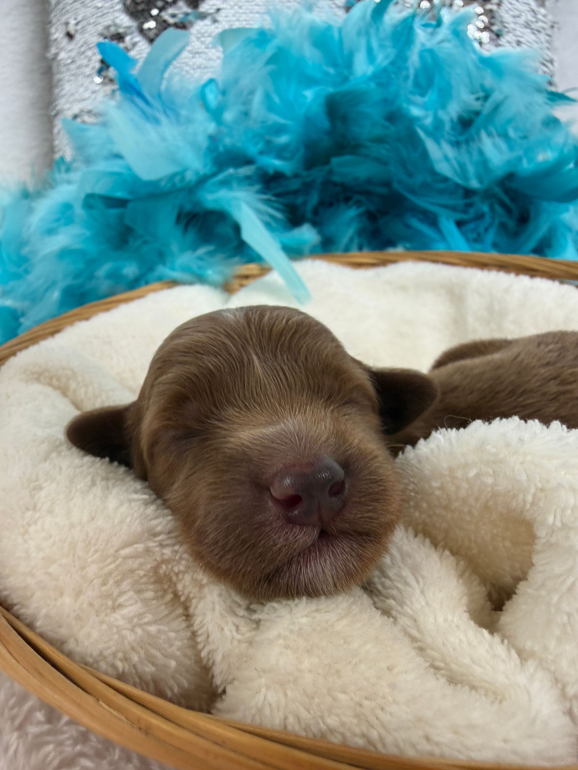 Cavapoo puppies for sale near tyler Texas