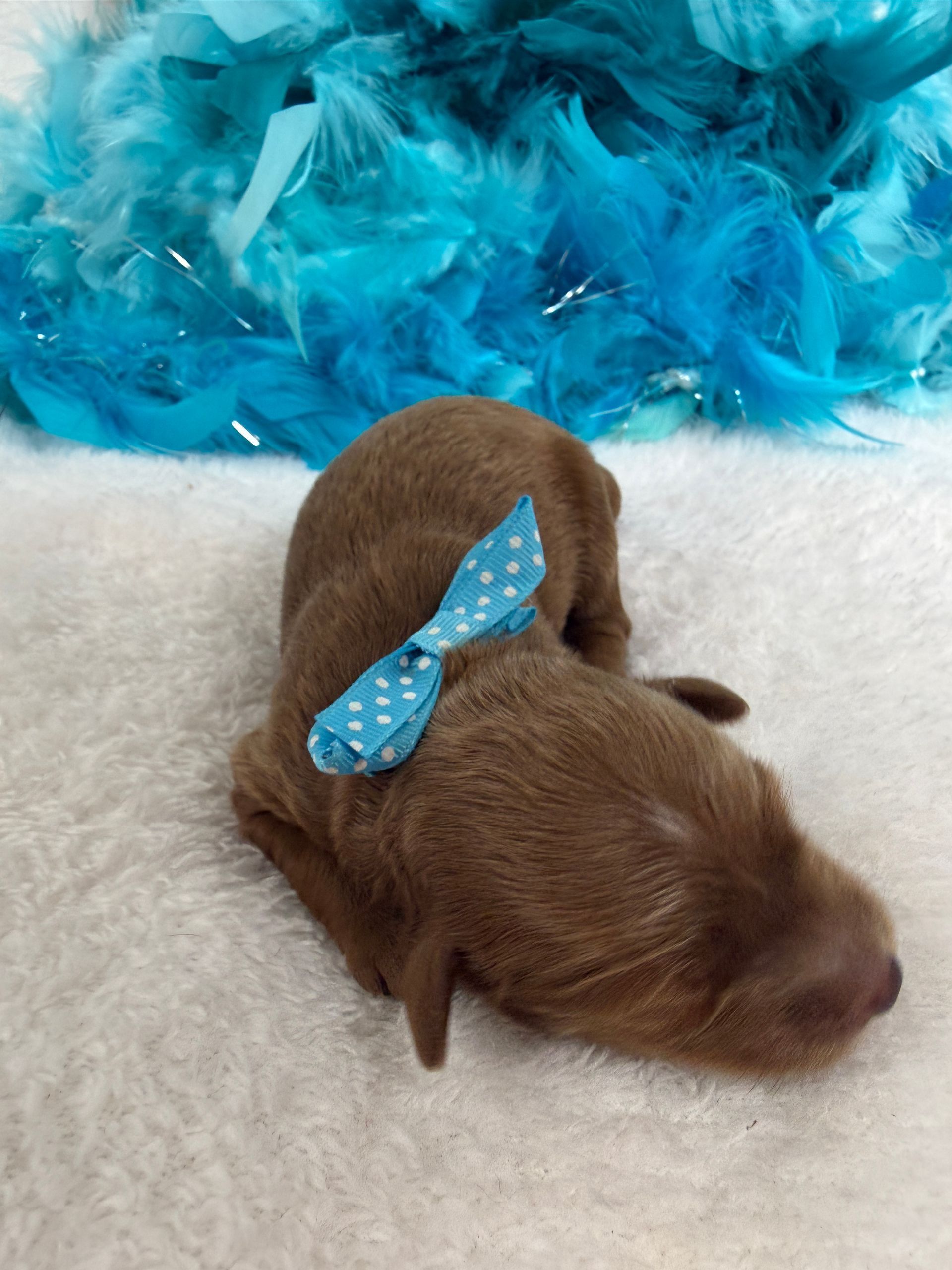 Cavapoo puppies for sale Fort Worth Texas breeder listings