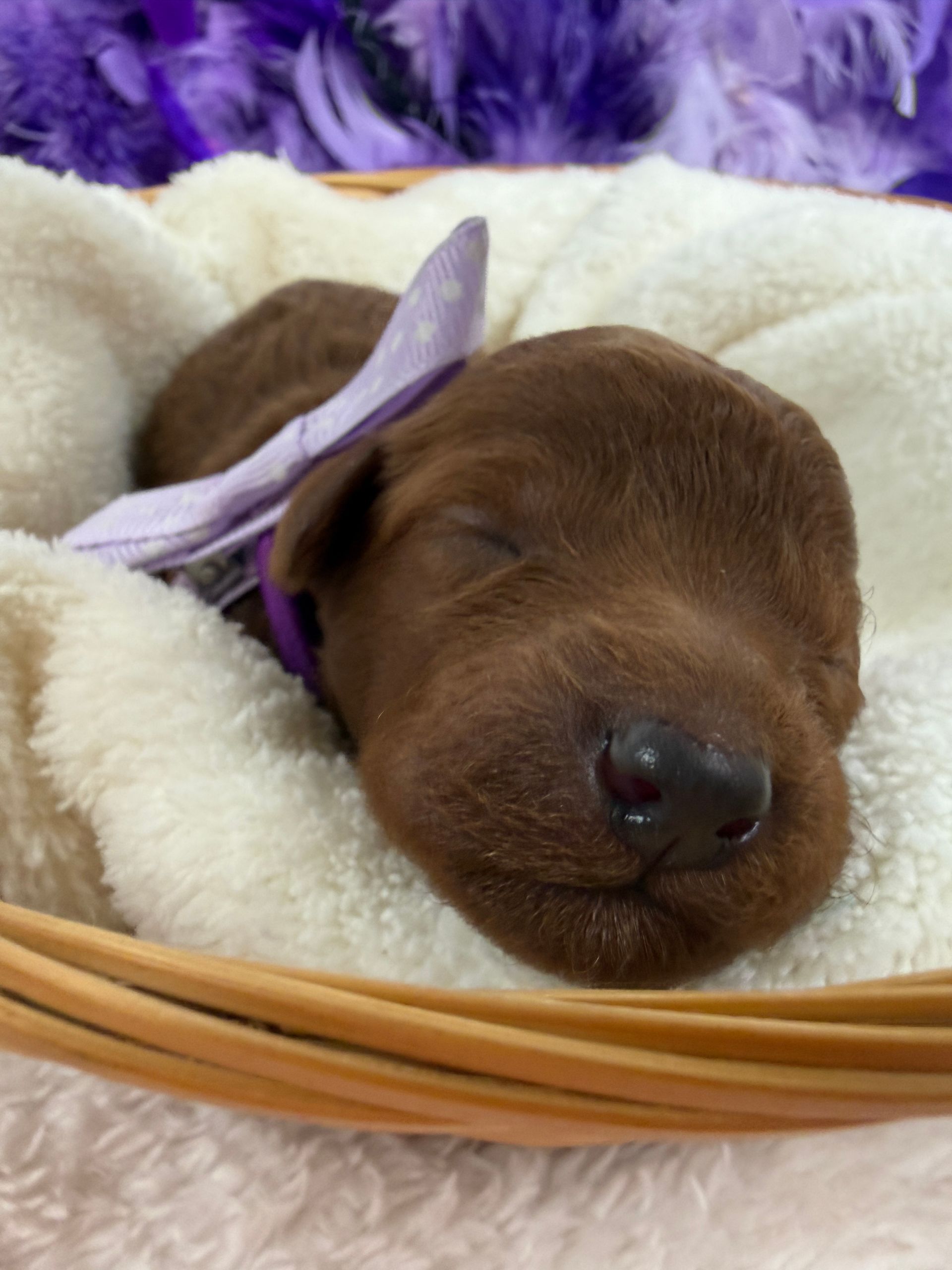 Cavapoo puppies for sale Fort Worth Texas breeder listings