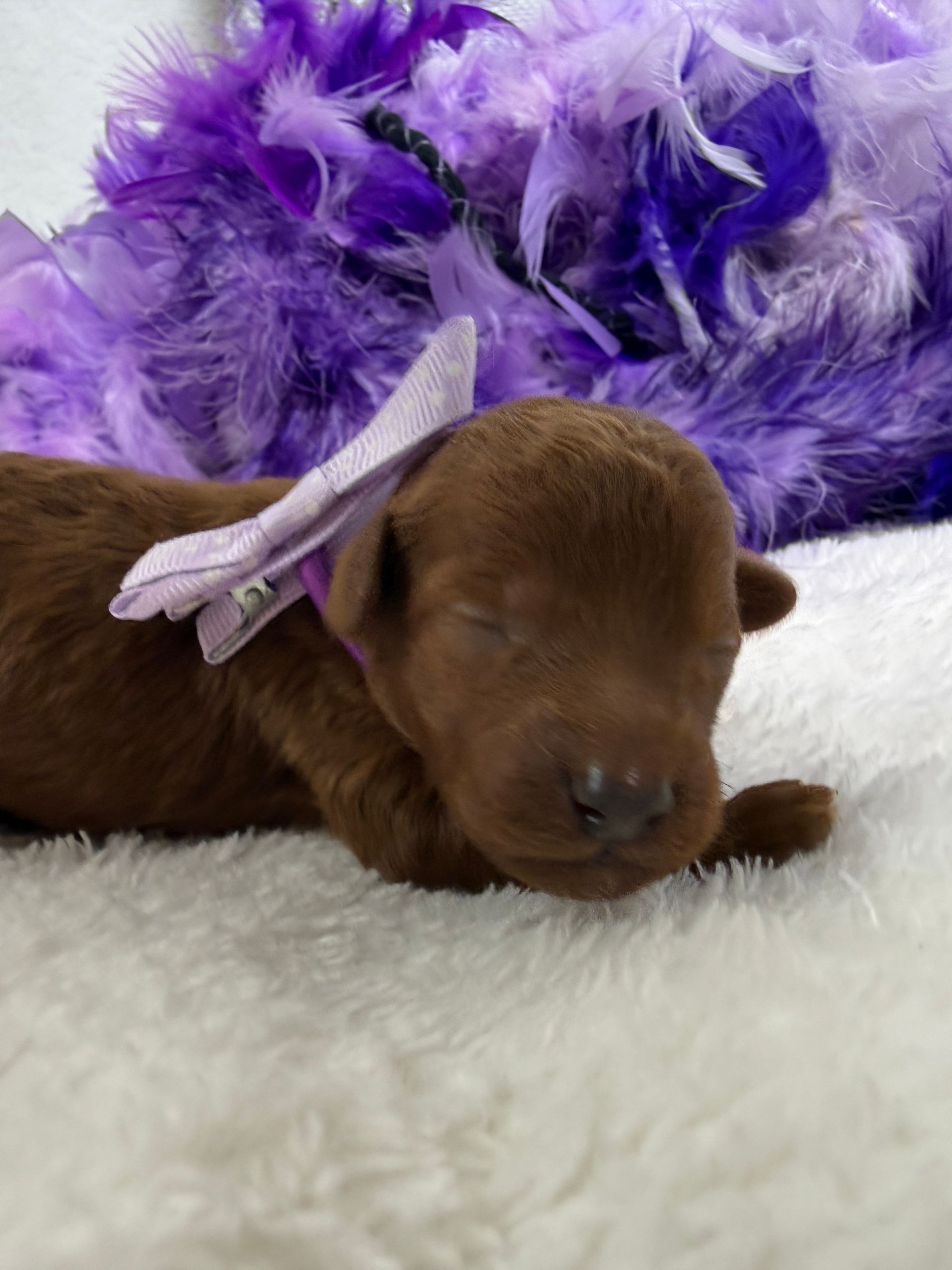 Cavapoo puppies for sale near tyler Texas