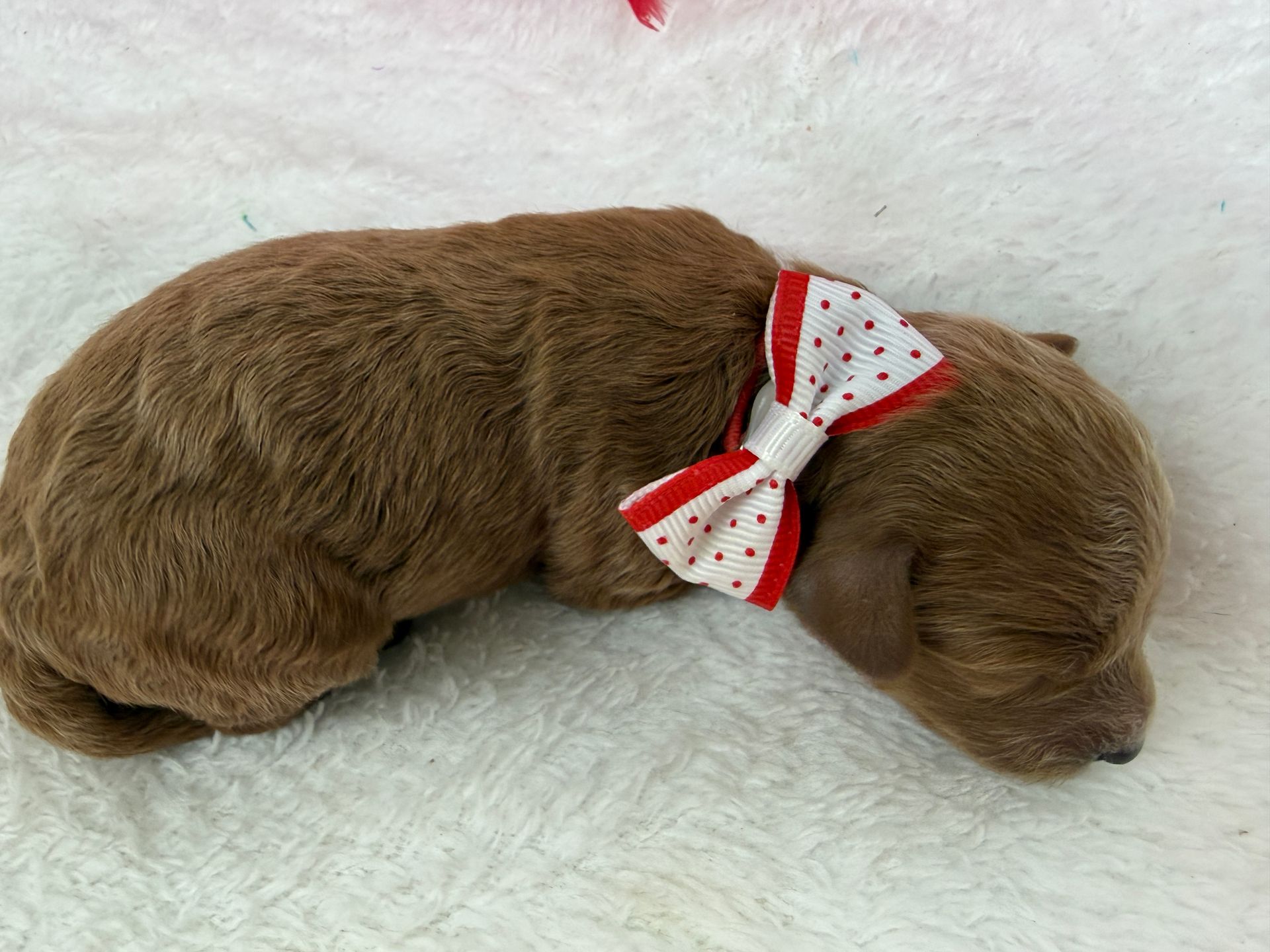 Cavapoo puppies for sale near tyler Texas