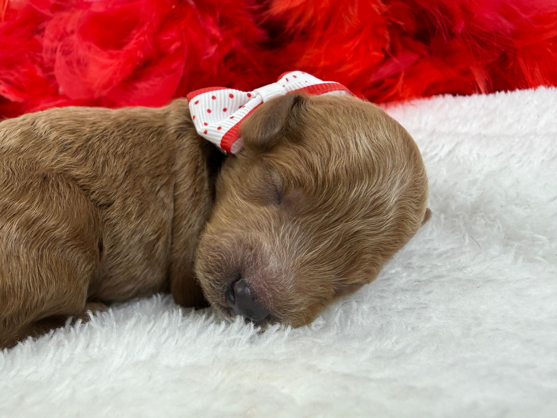 Cavapoo puppies for sale Fort Worth Texas breeder listings